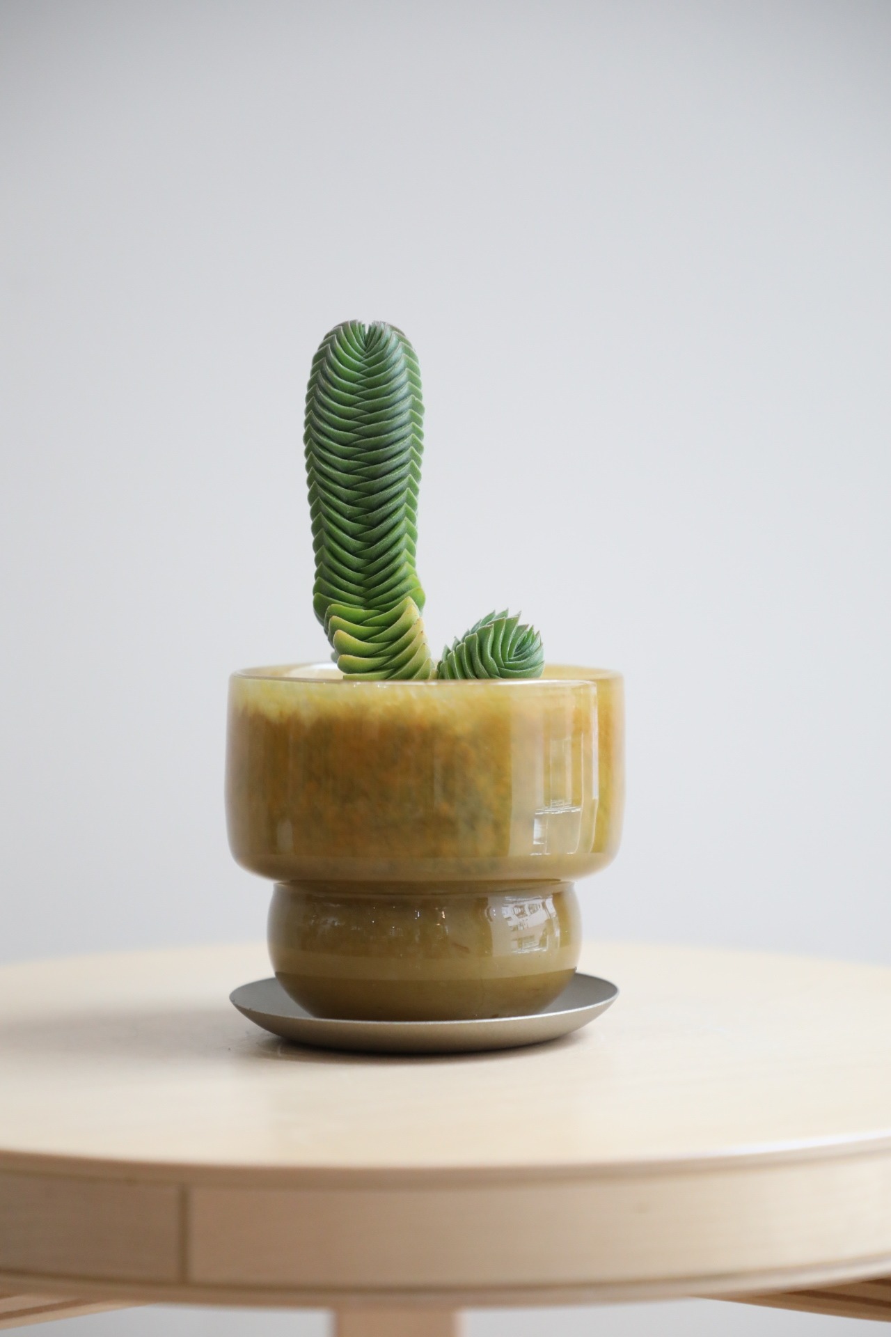 【S】クラッスラー キムナッキー/Crassula