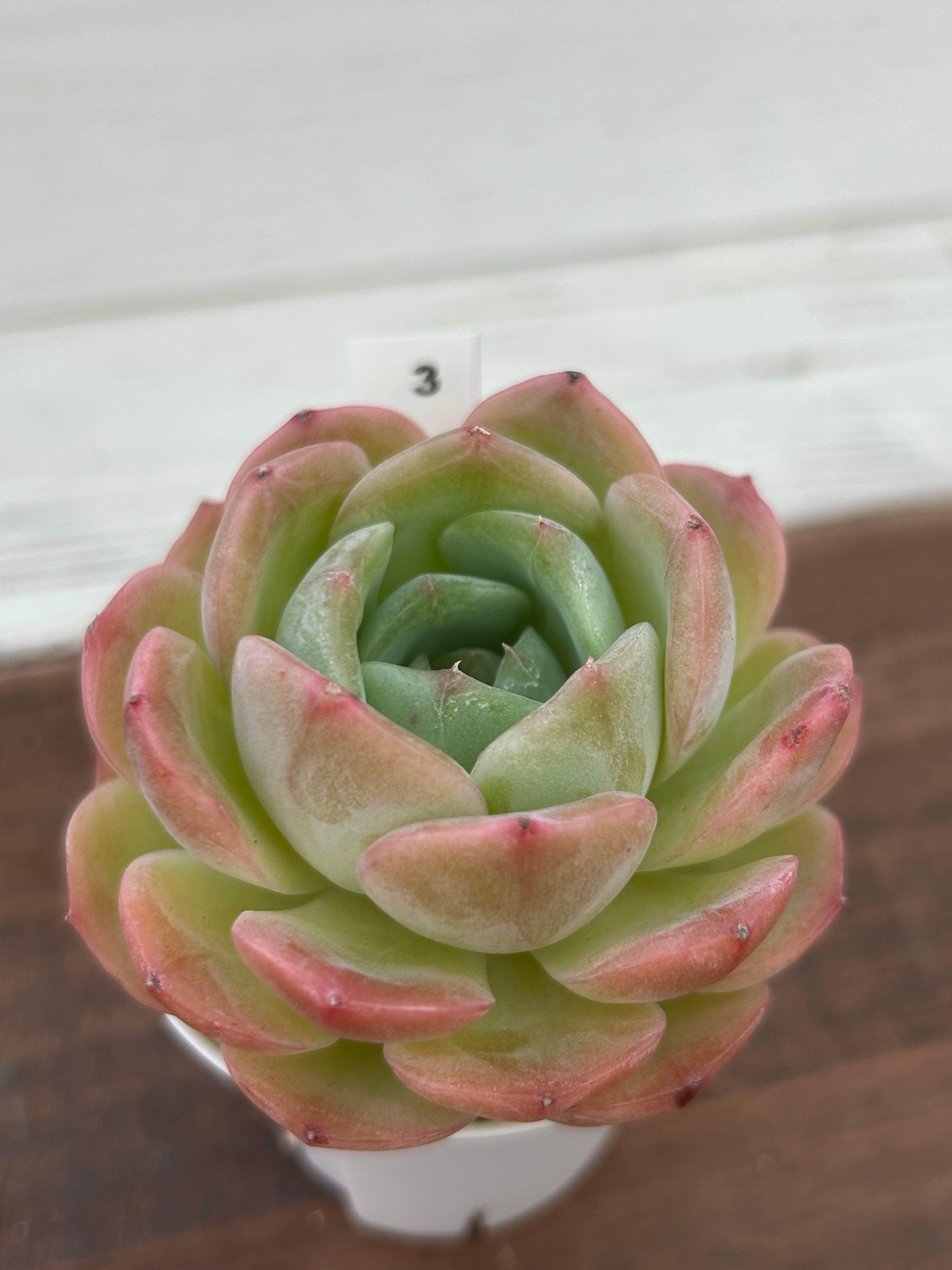 輸入苗 ☆アメイジンググレイス × スアベオレンス No.3