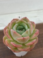 輸入苗 ☆アメイジンググレイス × スアベオレンス No.3