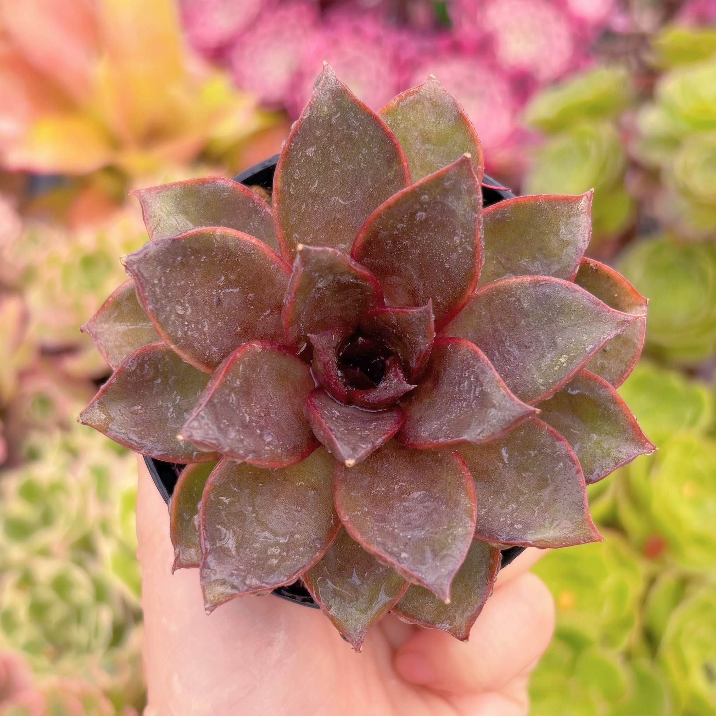 現品　烈焔の薔薇#M015　るる農園