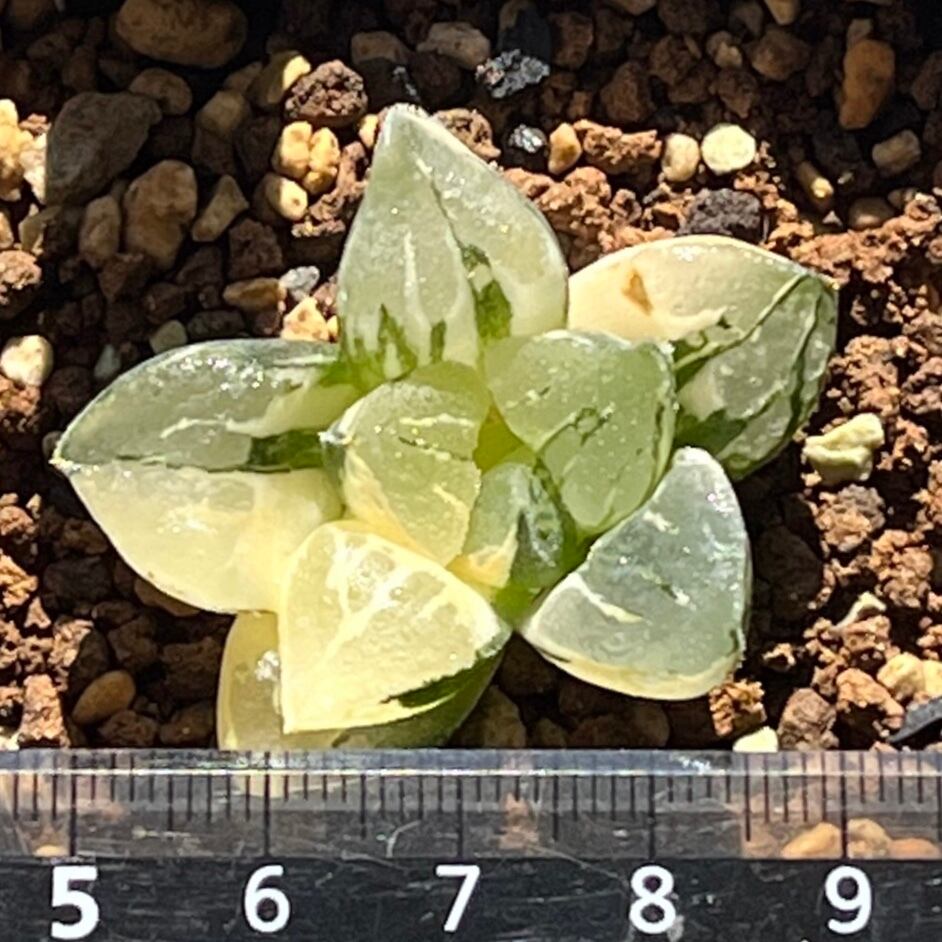 ハオルチア ムチカ錦① | mocono_plants