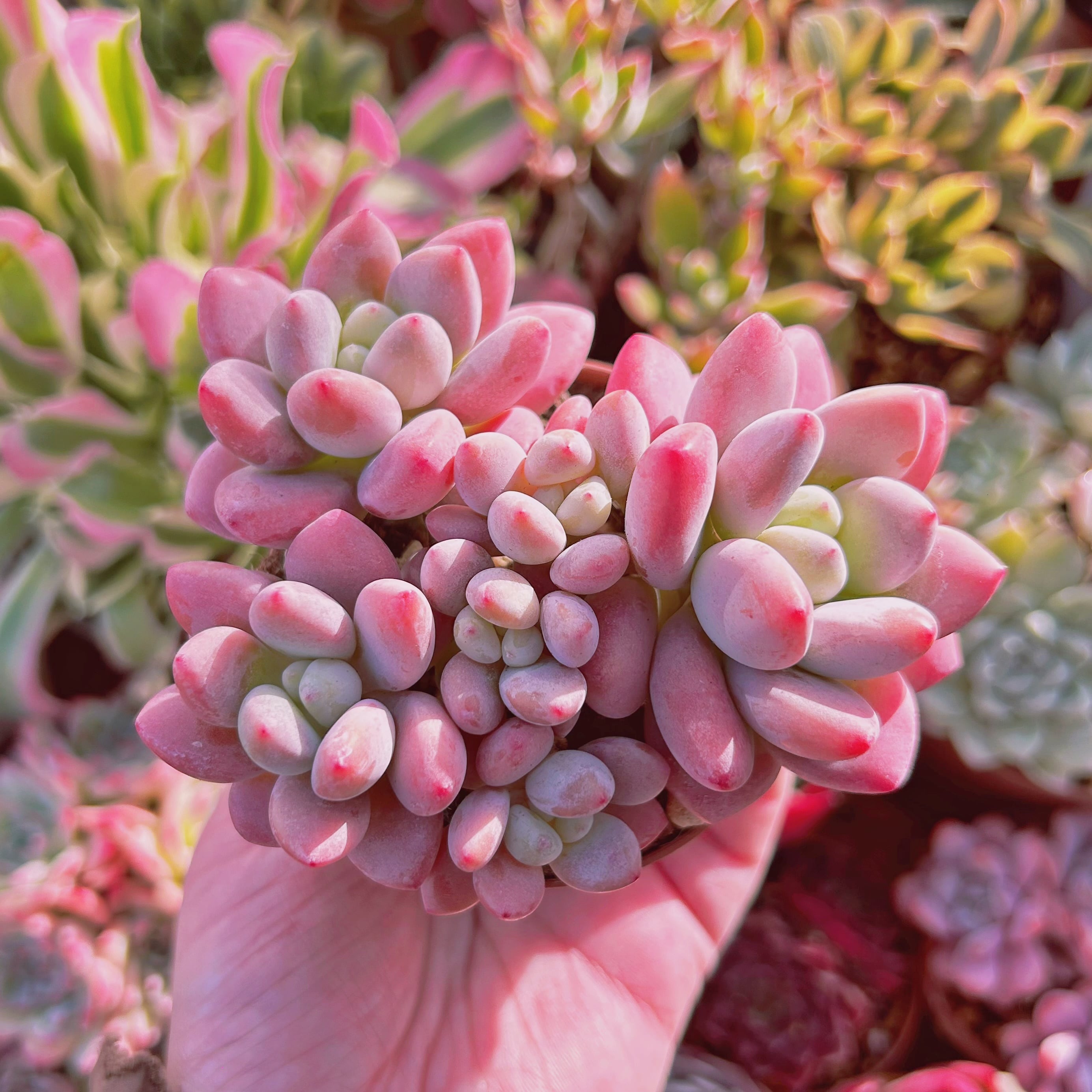 多肉植物　マカロン　5～7頭　大群生