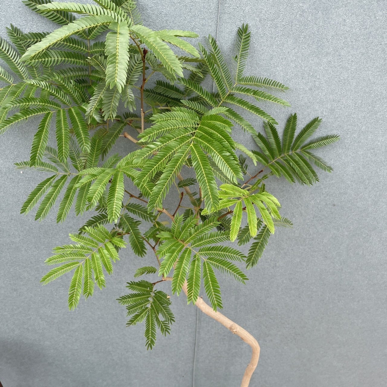 現品］15番 エバーフレッシュ 曲がり 7号 観葉植物 室内 大型 人気