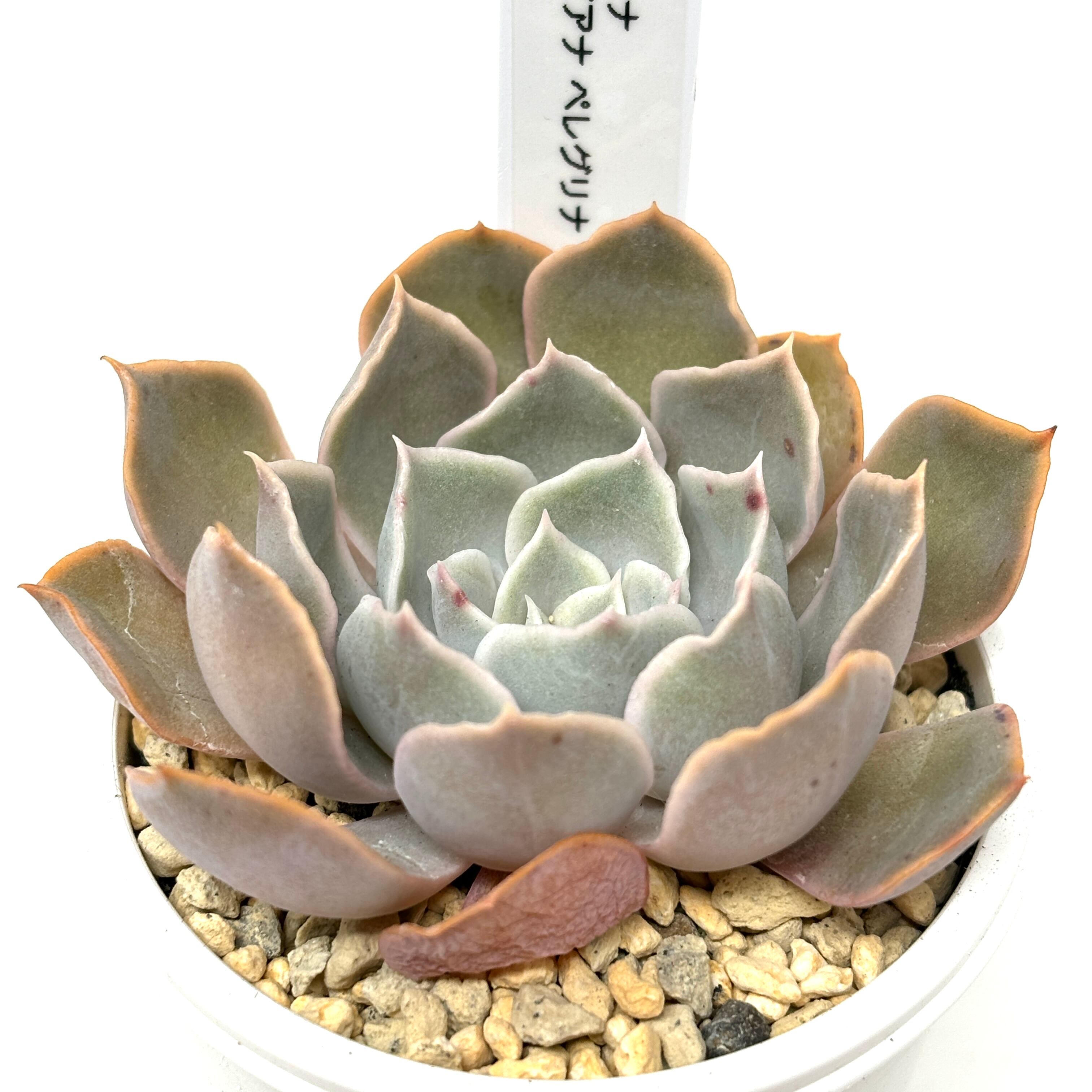 多肉植物シャビアナ錦色斑抜き苗