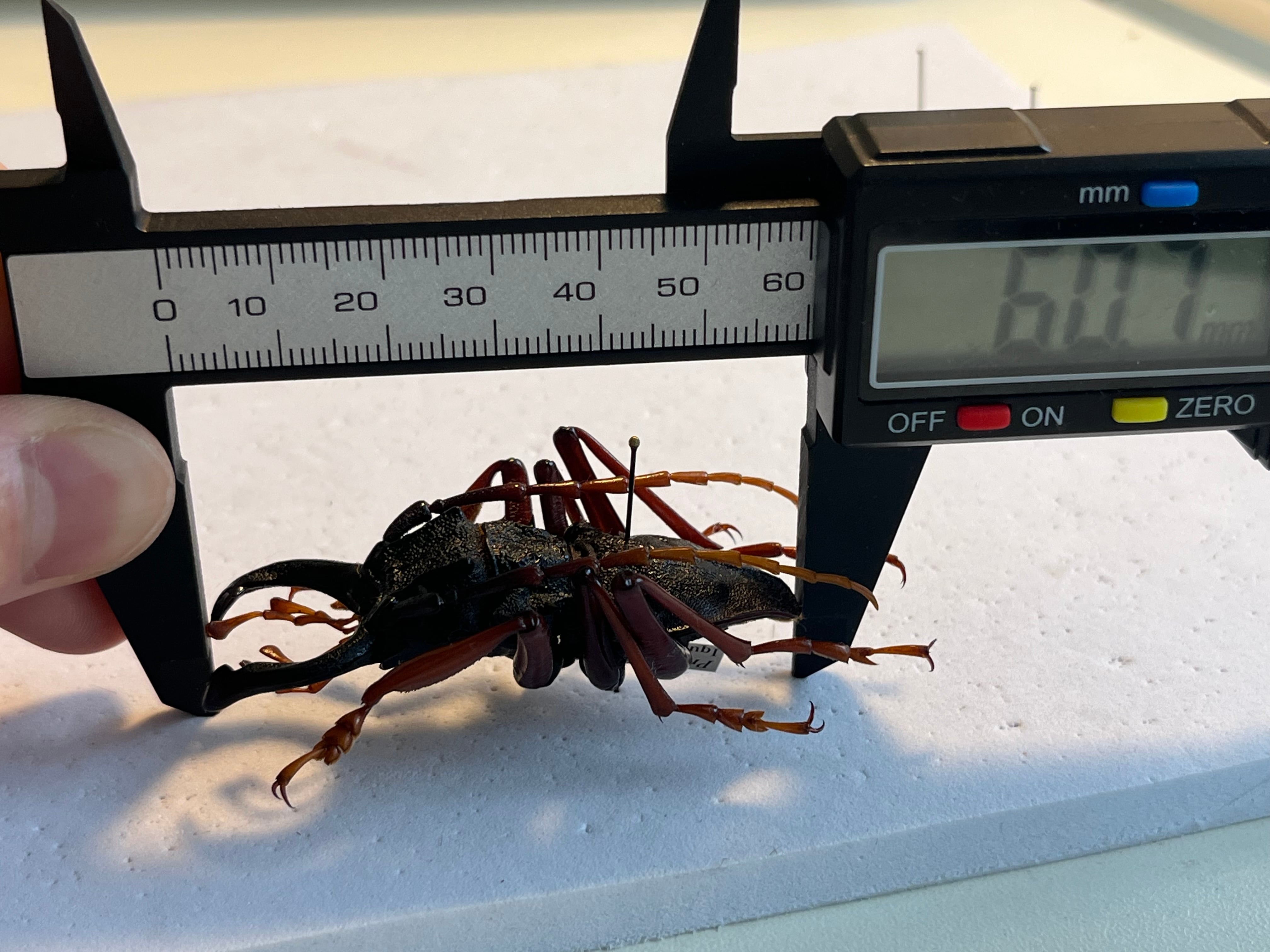 美脚橙】カシクスオニノコギリカミキリ昆虫標本甲虫ハムシサソリ