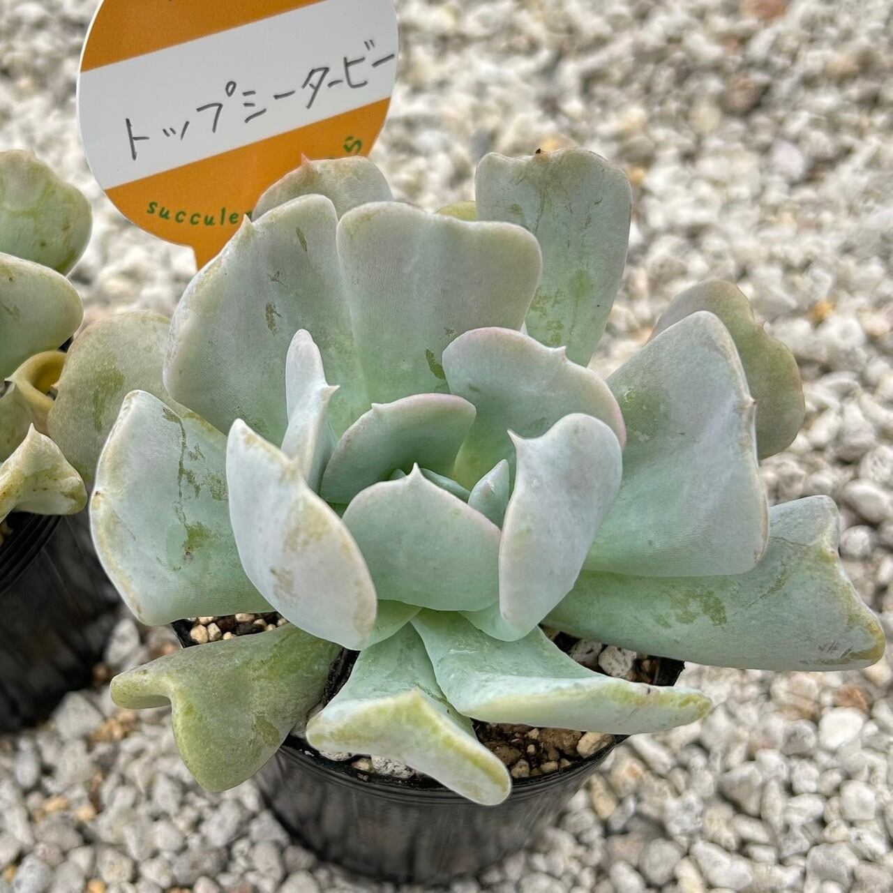 天使の雫 一寸苗 多肉植物 セダム | Succulent 花うらら 〜多肉植物