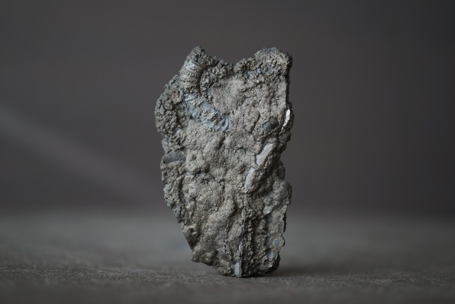 イギリス産黄鉄鉱化アンモナイト  Pyritized Ammonite 1514