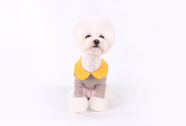 【SALE】creamy kara t-shirt S ~ XL  /  犬服 春夏 新作 可愛い 犬の服 トップス 長袖 ドッグウェア ストレッチ 小型犬 中型犬 ペット
