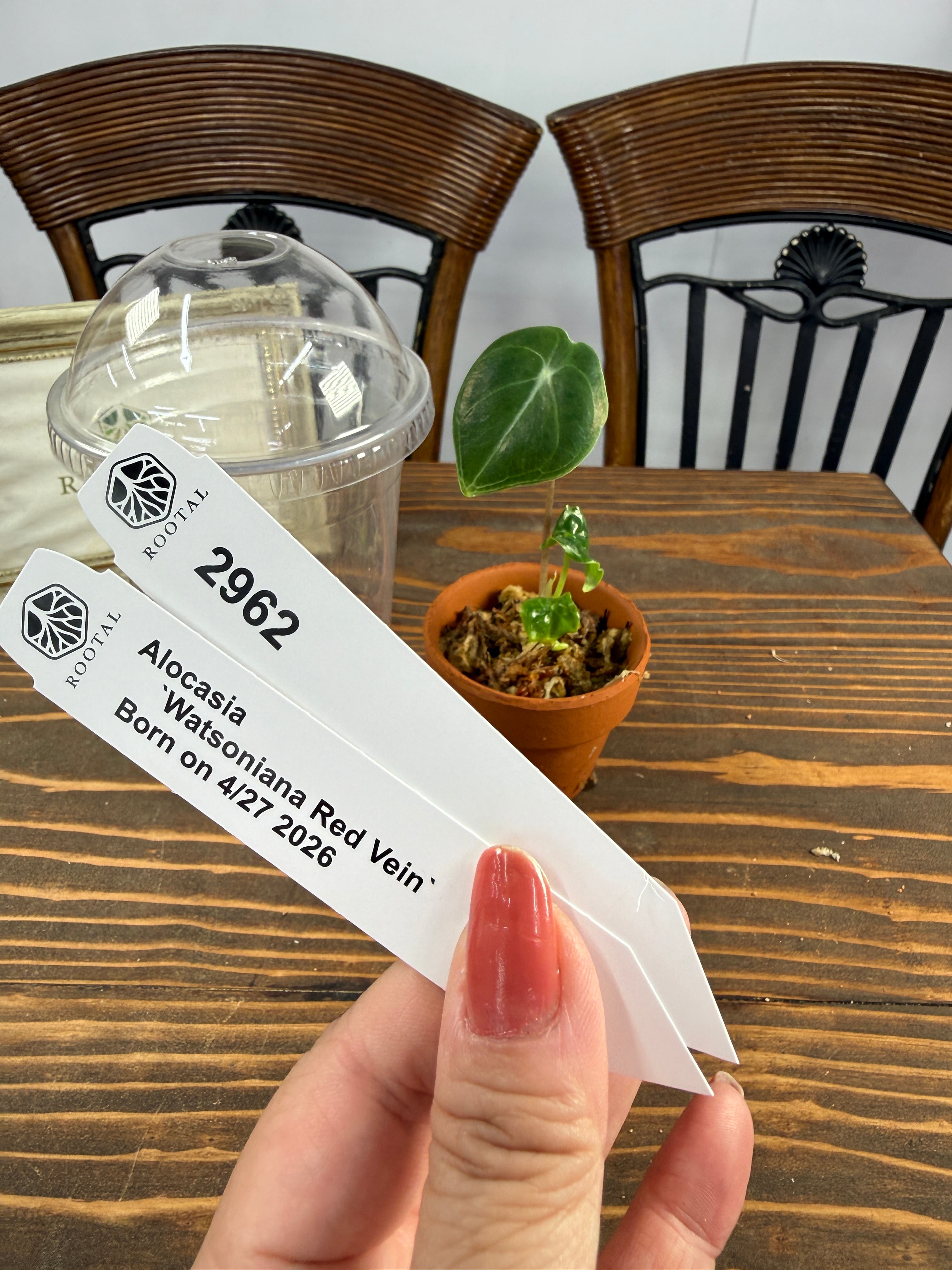 ROOTALPLANTS