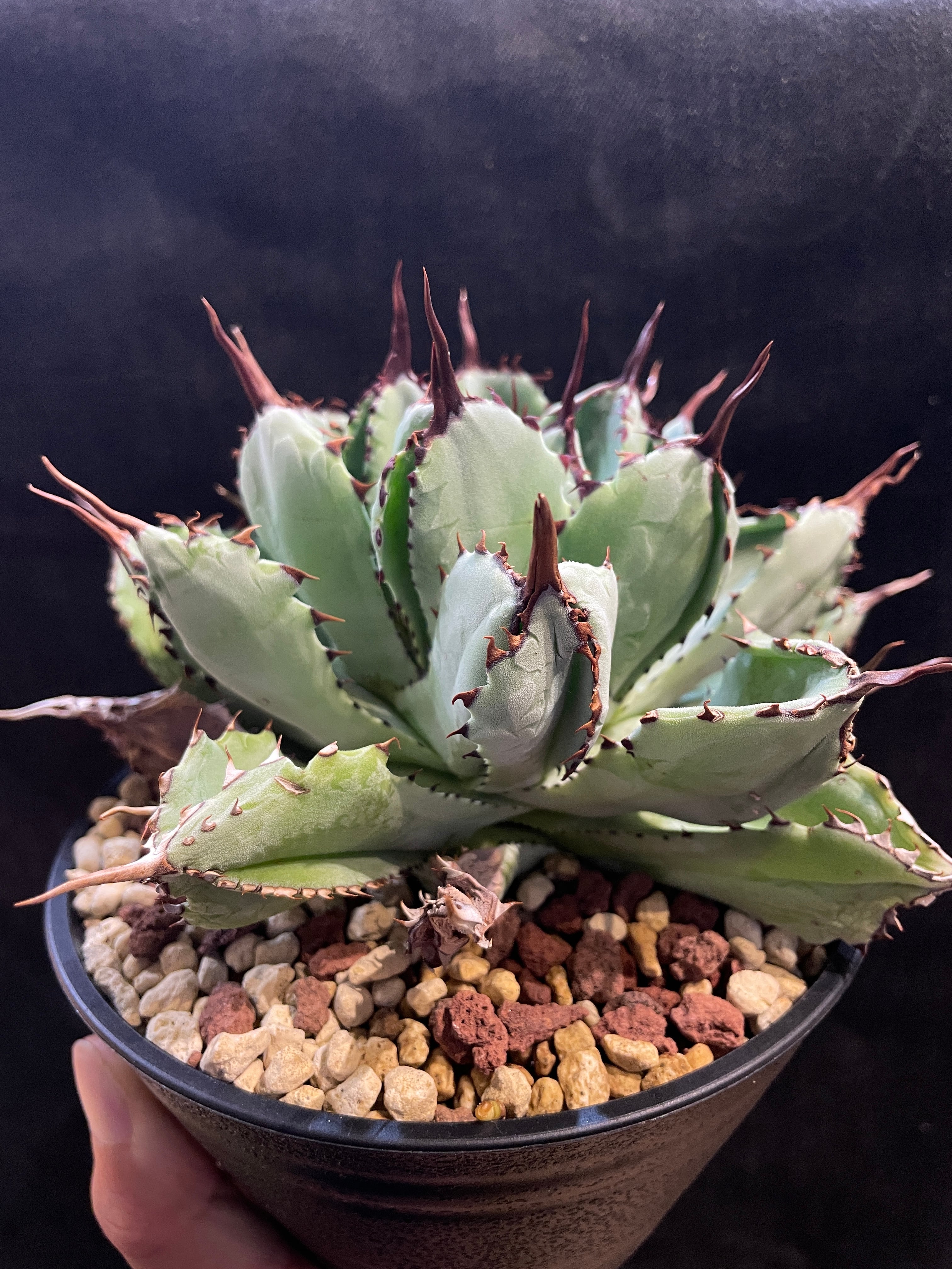 アガベ・チタノタ 'Persian Dwarf' ／ペルシアンドワーフ／硬質