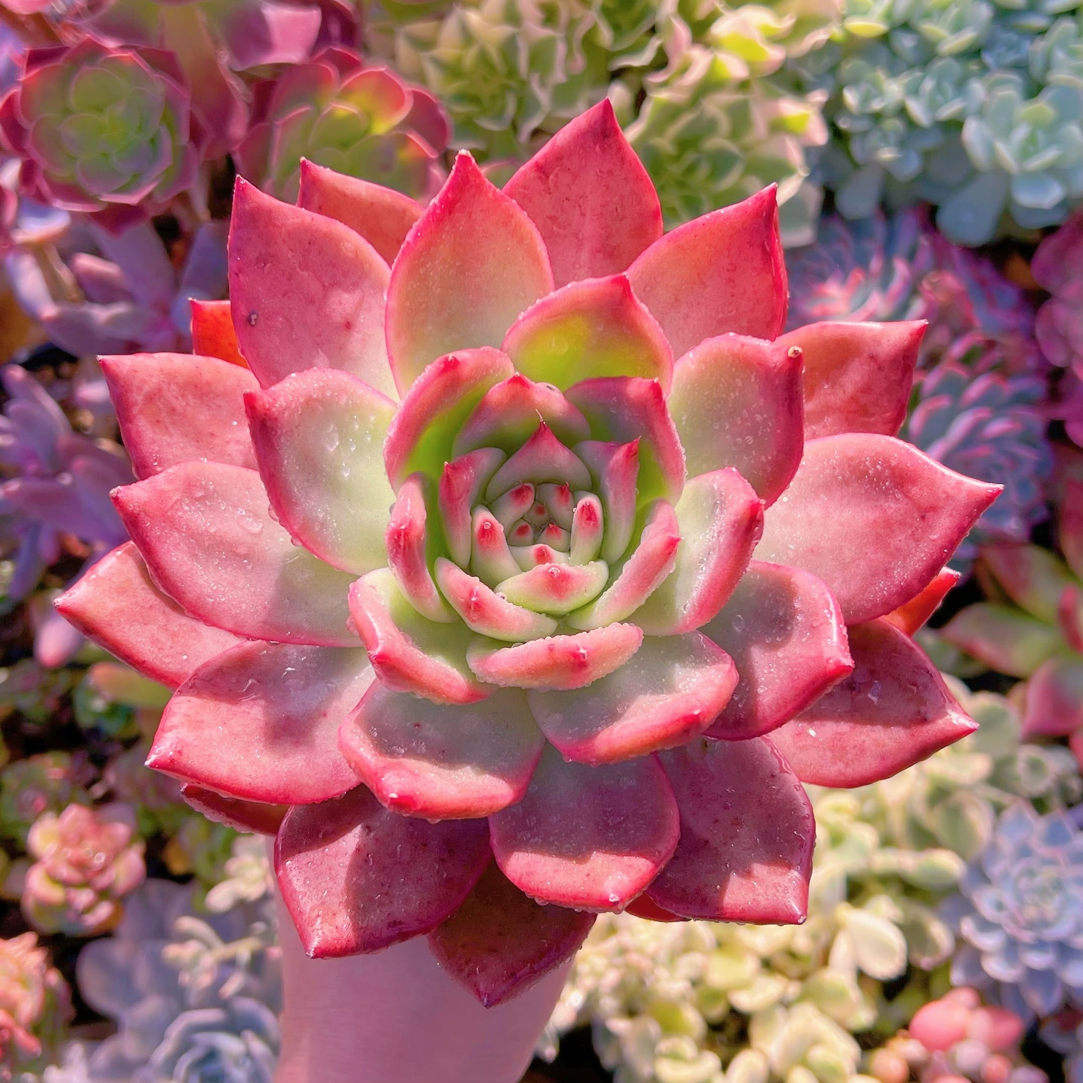 多肉植物 アメストロー 特大 新入荷 るる農園 | るる農園~多肉