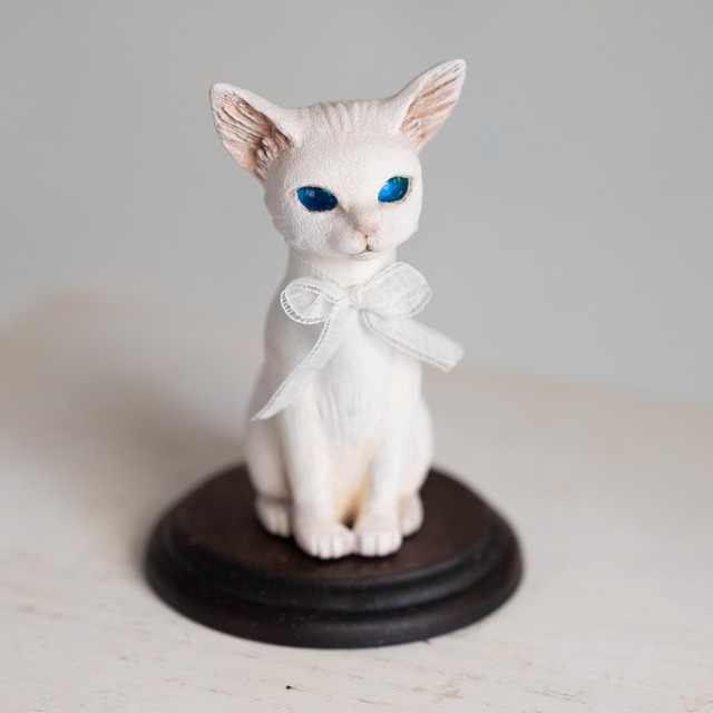 青眼の子猫