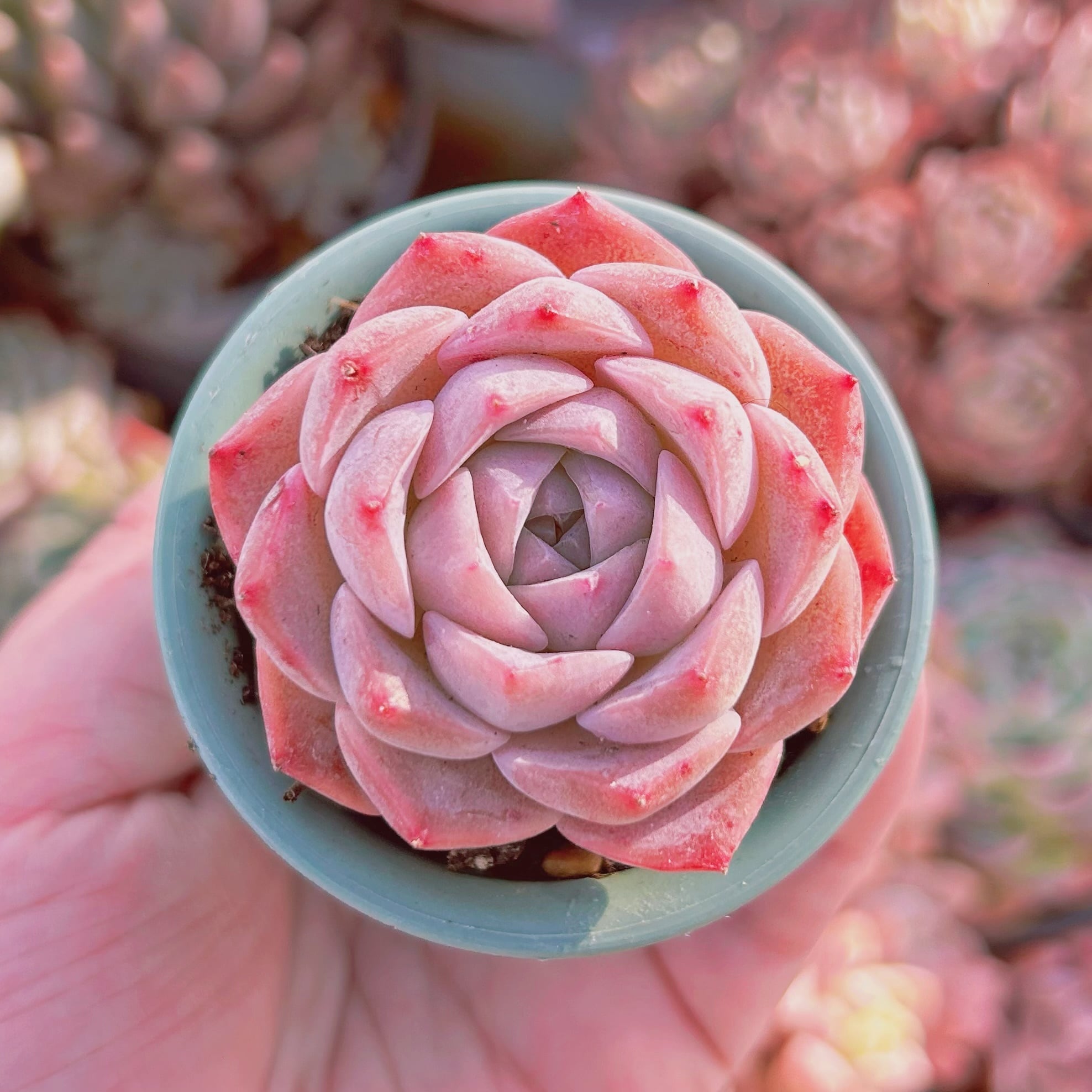 #306現物　多肉植物　クロワッサン