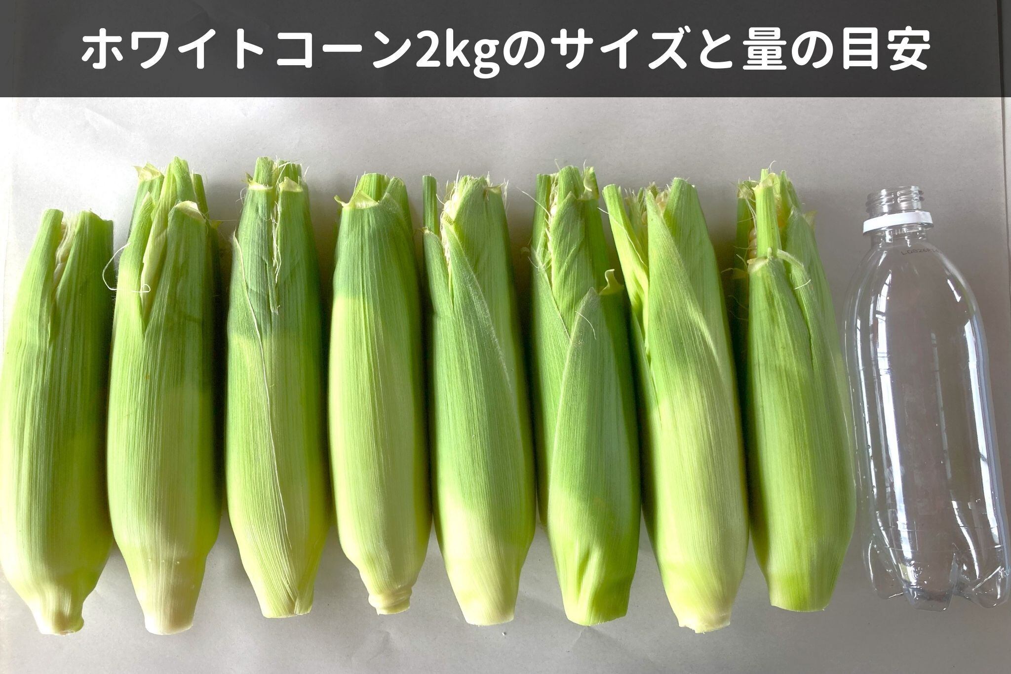【2026年7月下旬-8月上旬発送】ホワイトコーン2㎏