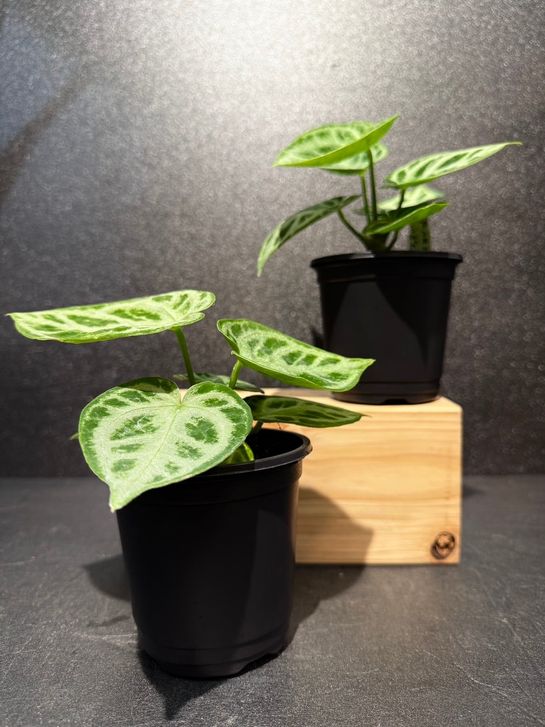 ドラヤキシルバーボール アンスリウム 観葉植物 3号 希少品種 | 観葉