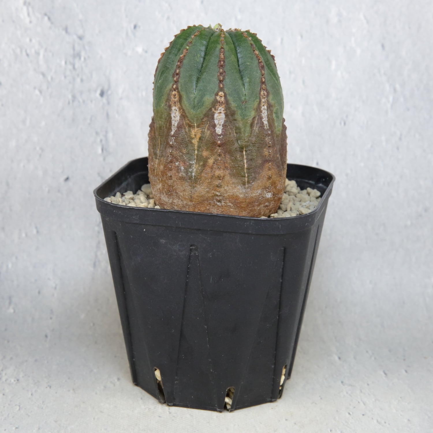 美模様 木質化 オベサ / ユーフォルビア | LIGHTHOUSE.PLANTS - 海外