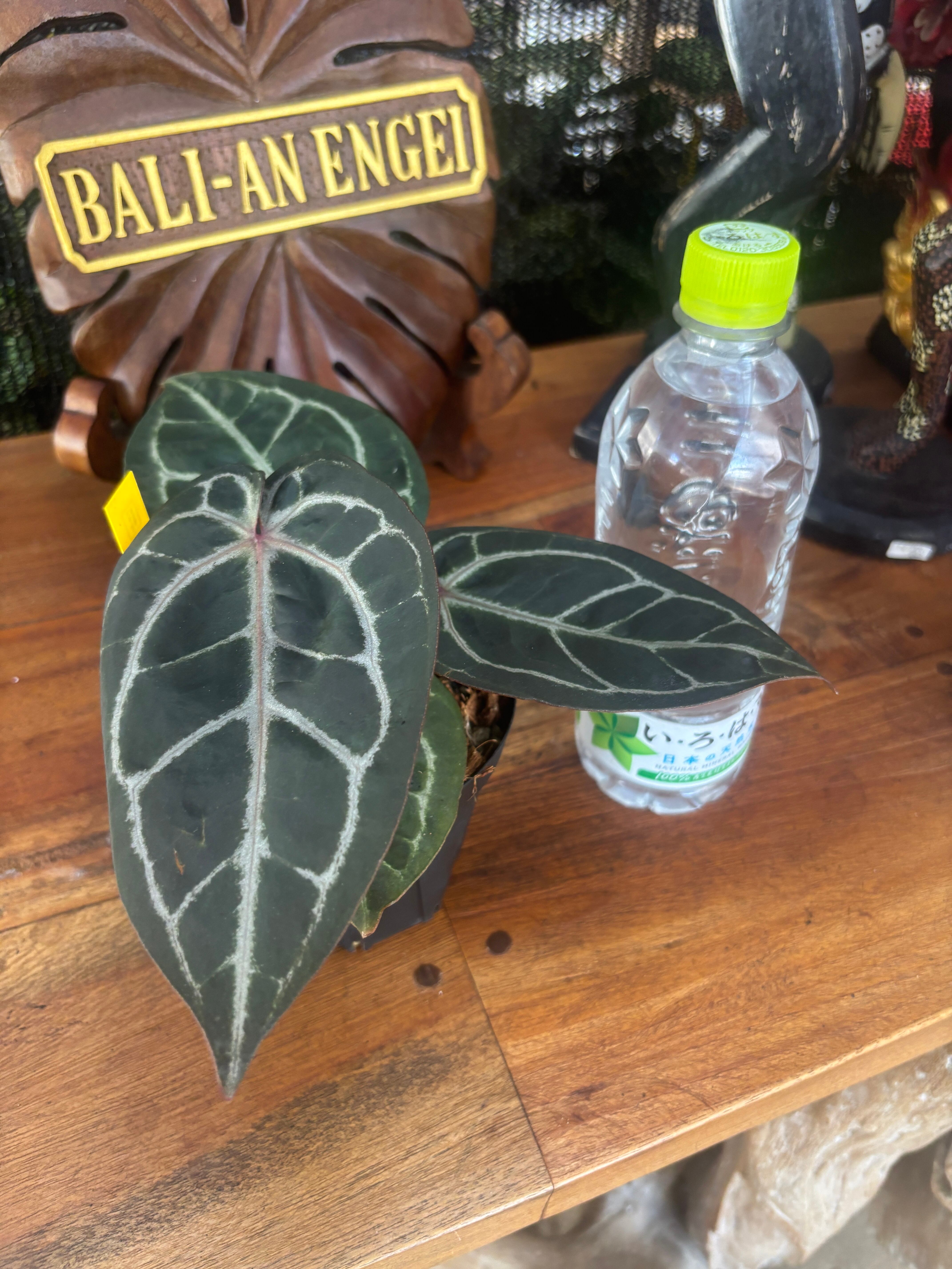 レア　特価　アンスリウム　ワロクアナム　斑入り　バリエガータ　ミドルカット レア 特価 アンスリウム ワロクアナム 斑入り バリエガータ