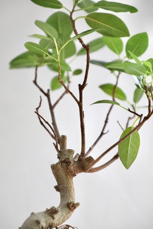 【M】フランスゴムの木 曲げ木仕立て/Ficus rubiginosa  ※陶器鉢付き