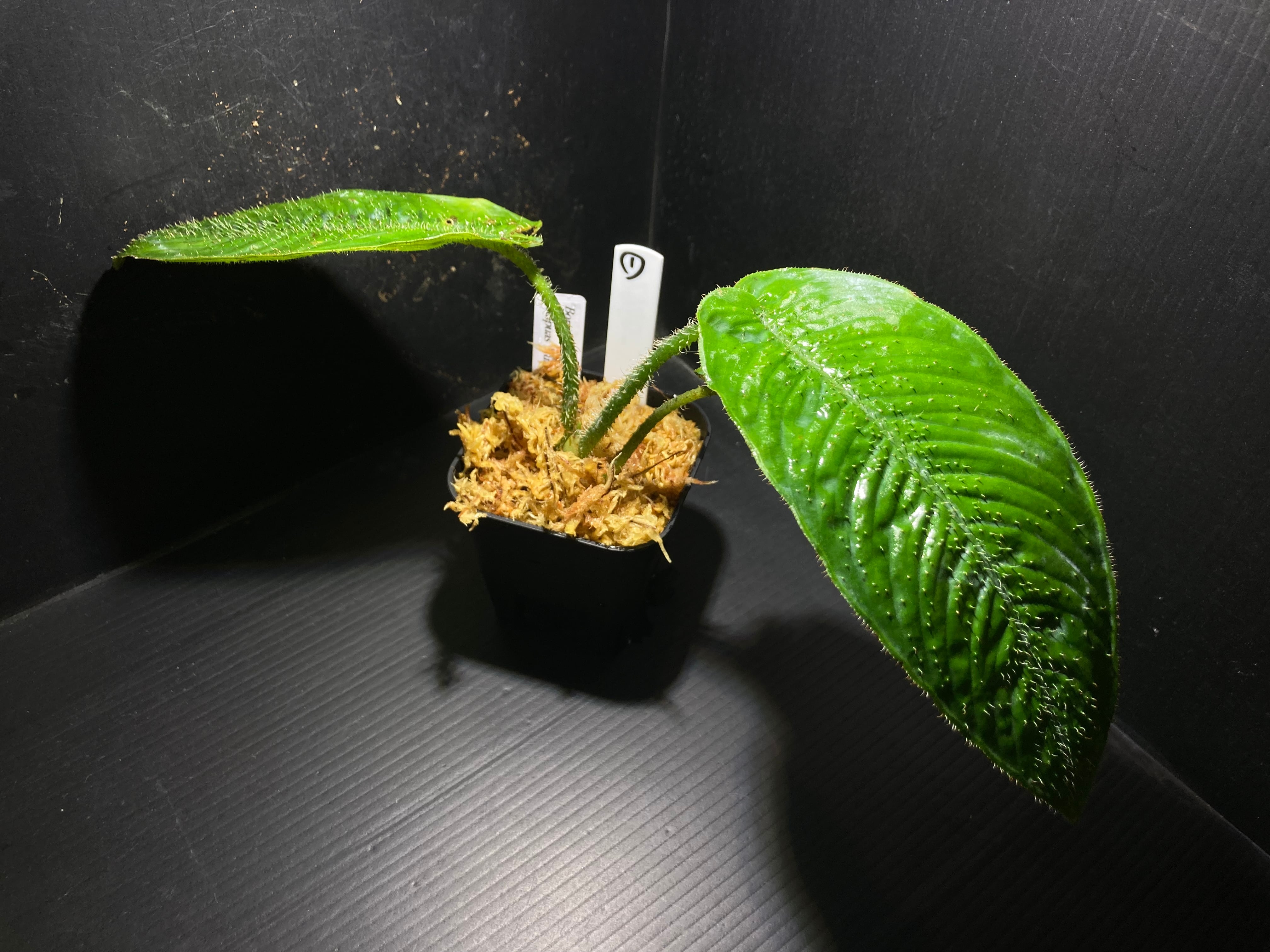 Homalomena sp. Mamasa 