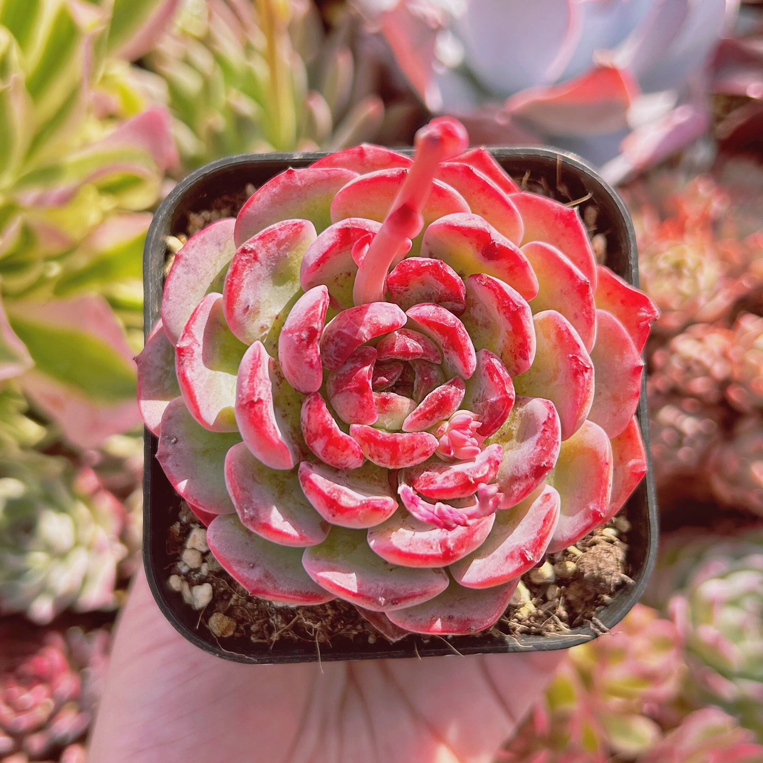 #277現物　多肉植物　ピュアフェス