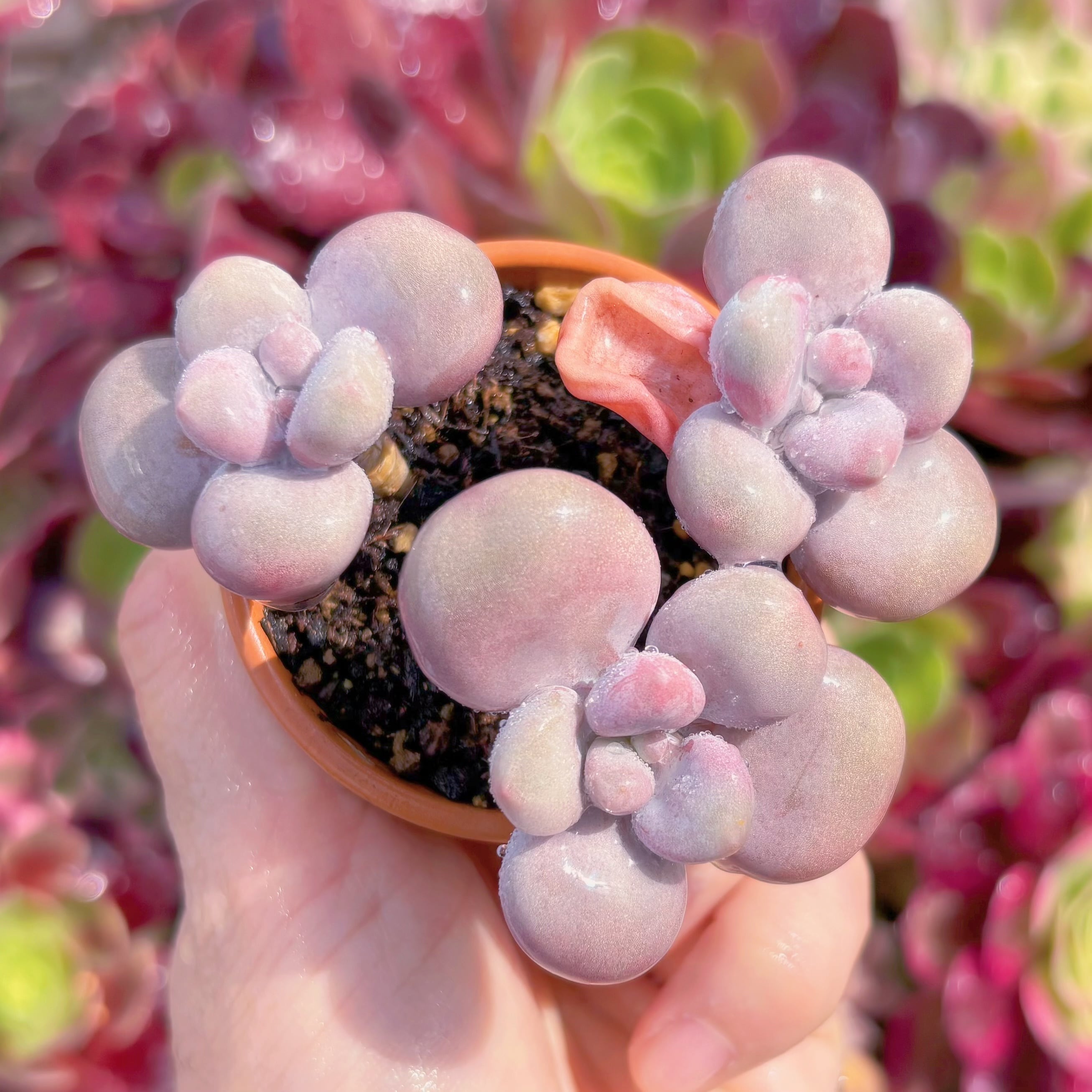 現物　膵臓のたまご#F052　るる農園