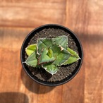 Agave titanota "triceratops"【アガベ・チタノタ・トリケラトプス】