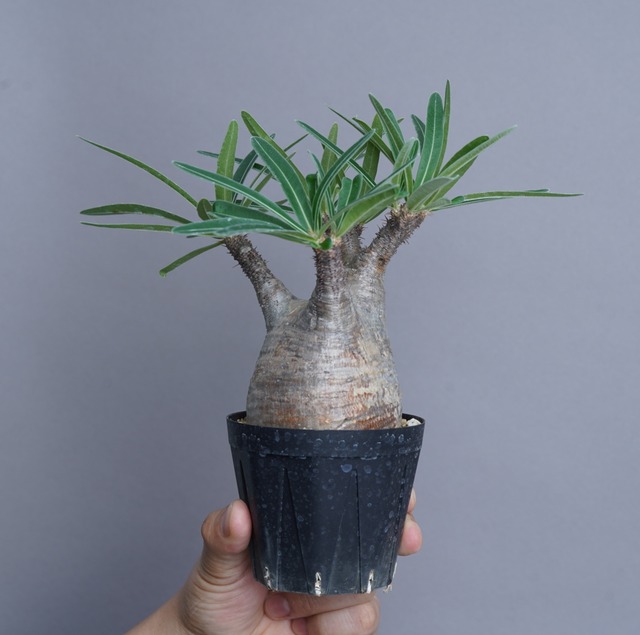 パキポディウム グラキリス no.19〈発根済み〉