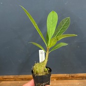 Myrmecodia cf. tuberosa Jayapura Papua【970】