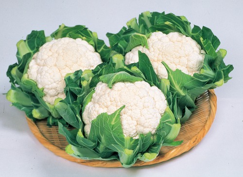 カリフラワー「バロック」（P5000粒） 画像