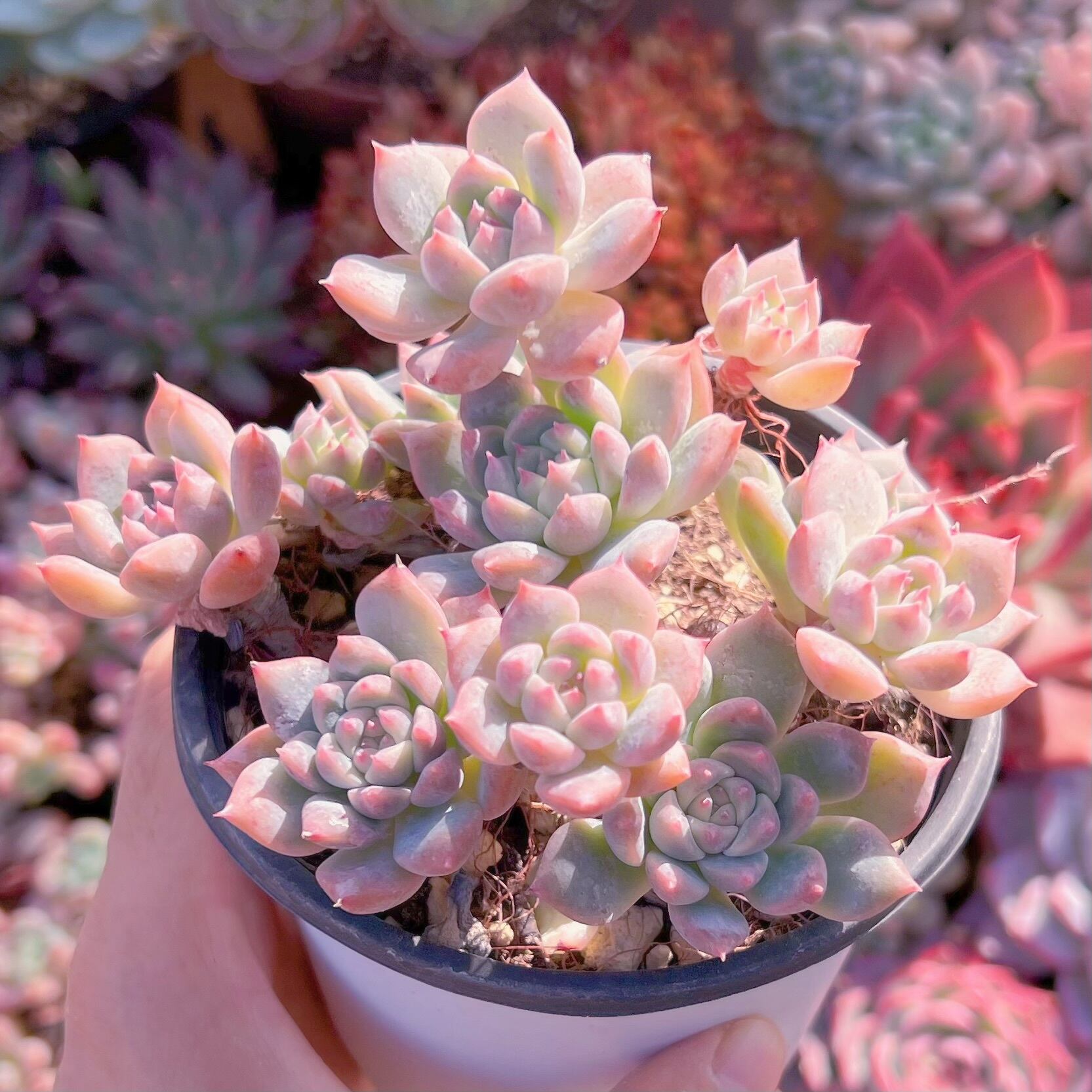 現品　フロストフラワー#704    大群生　新入荷