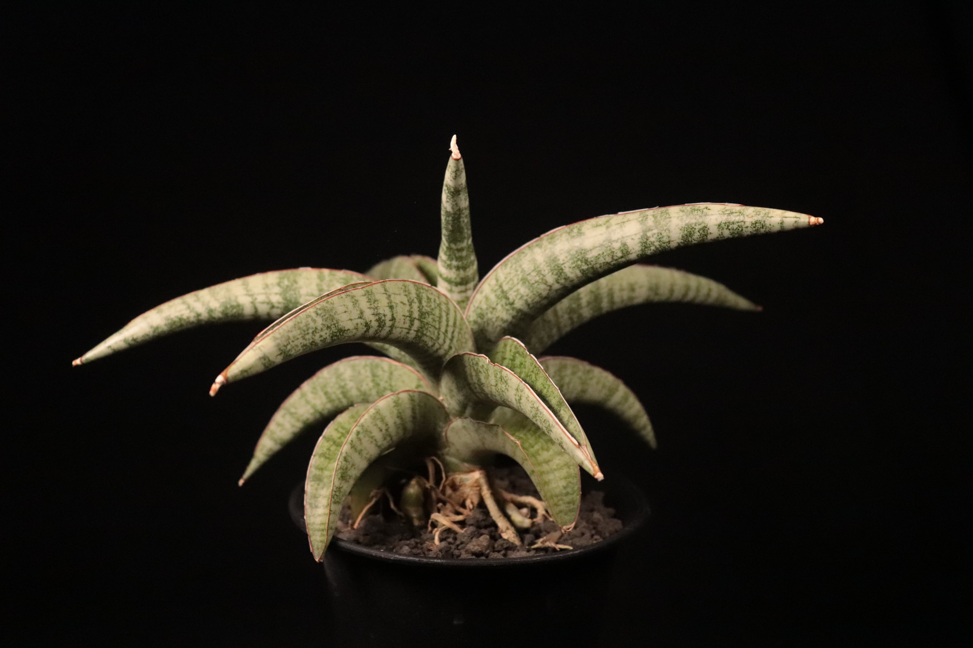 送料無料】Sansevieria Hybrid〔サンセベリア〕現品発送S0015 | plane