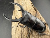 【WD】《インターメディアツヤクワガタ バタラザ産 96mm ペア》