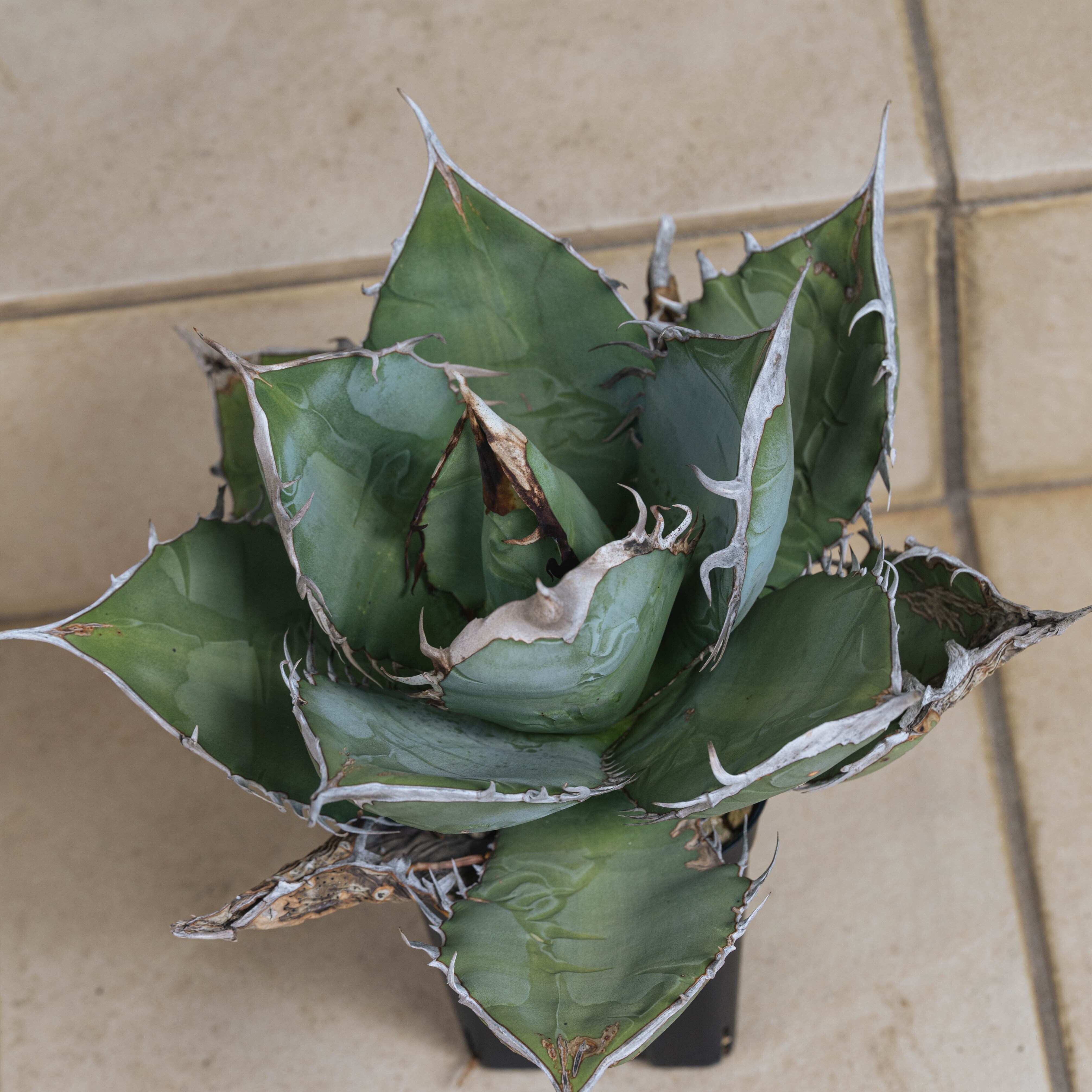 Agave oteroi 'Oaxaca' – Happy Valley Plants 【FK PLANTS】 Agave