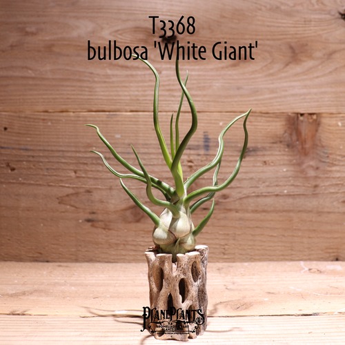 【reserved】bulbosa 'White Giant'〔エアプランツ〕現品発送T3368