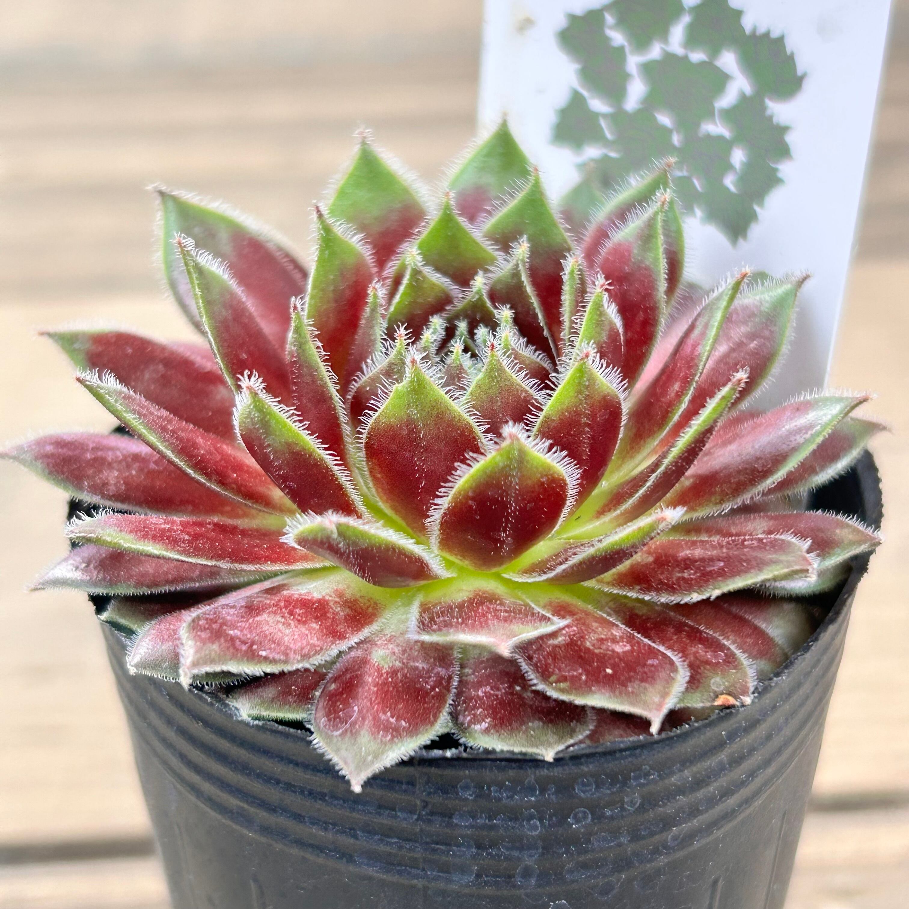 ラブリーレディ 大苗 センペルビウム 多肉植物 抜き苗