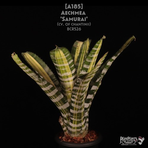 【reserved】Aechmea 'Samurai'〔エクメア〕現品発送A185