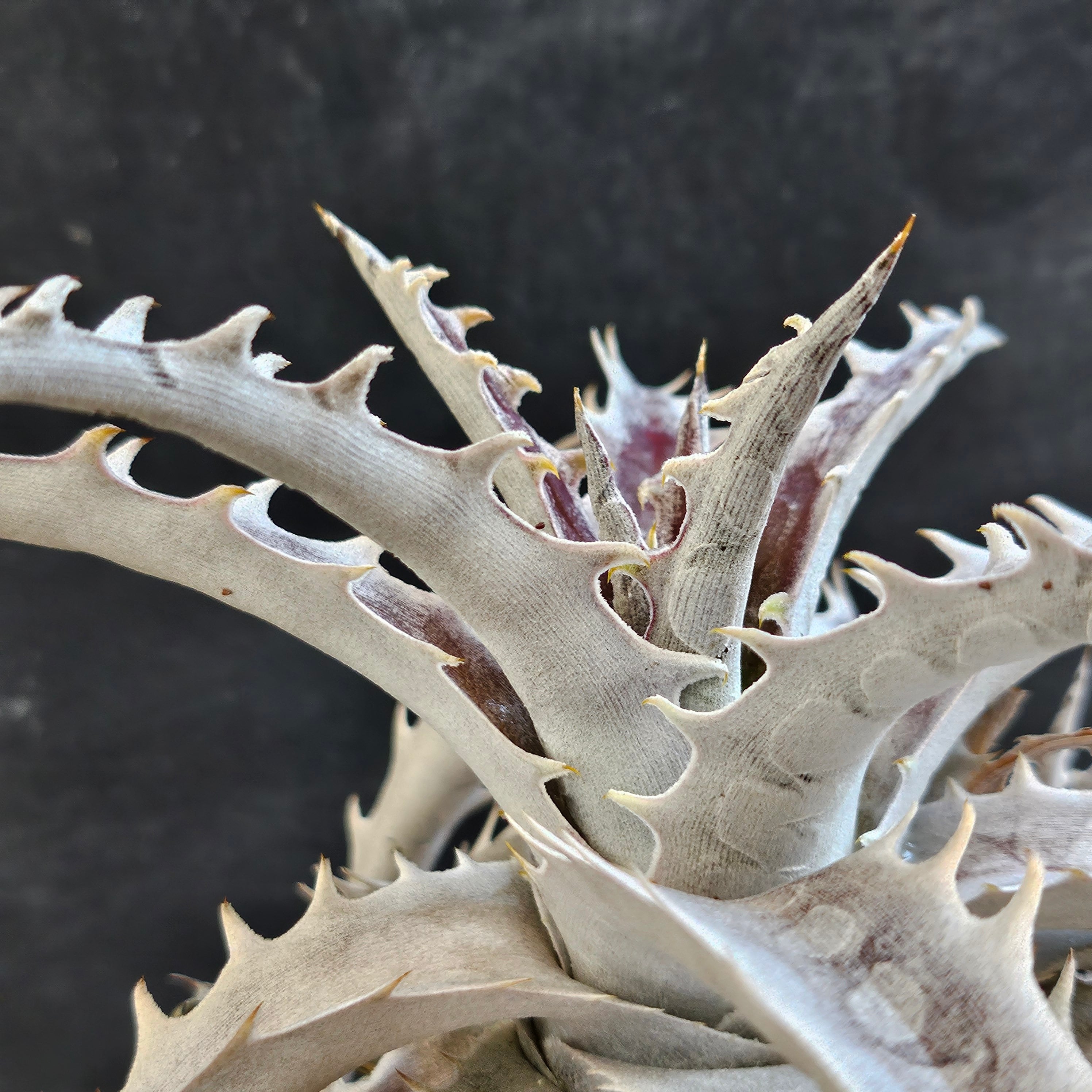 ディッキア フジヤマ Dyckia Fujiyama | Plants Baka