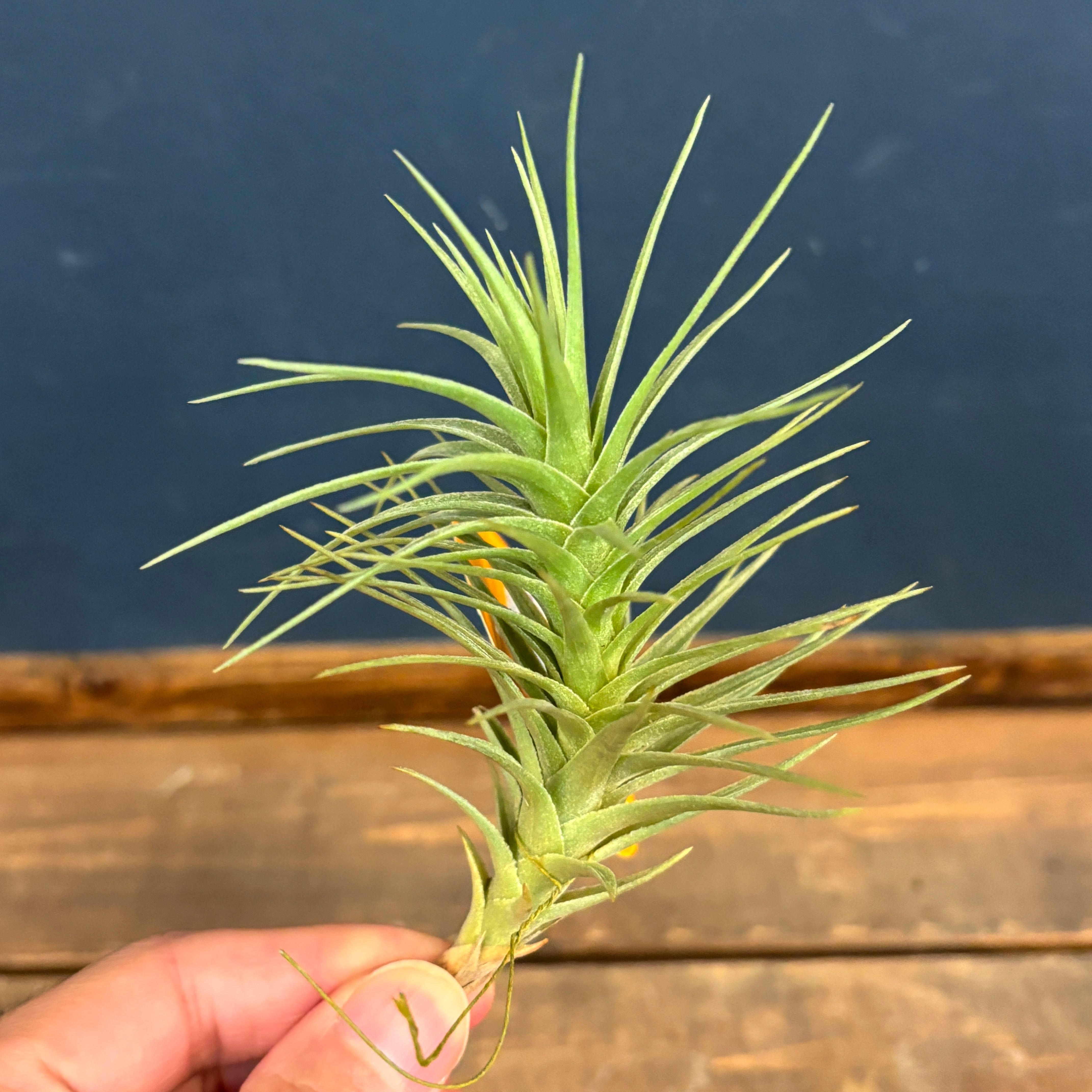 P.willinckii cv. Sailor Saturn 大きめ ビカクシダ P.willinckii cv. Sailor Saturn 子株 ビカクシダ