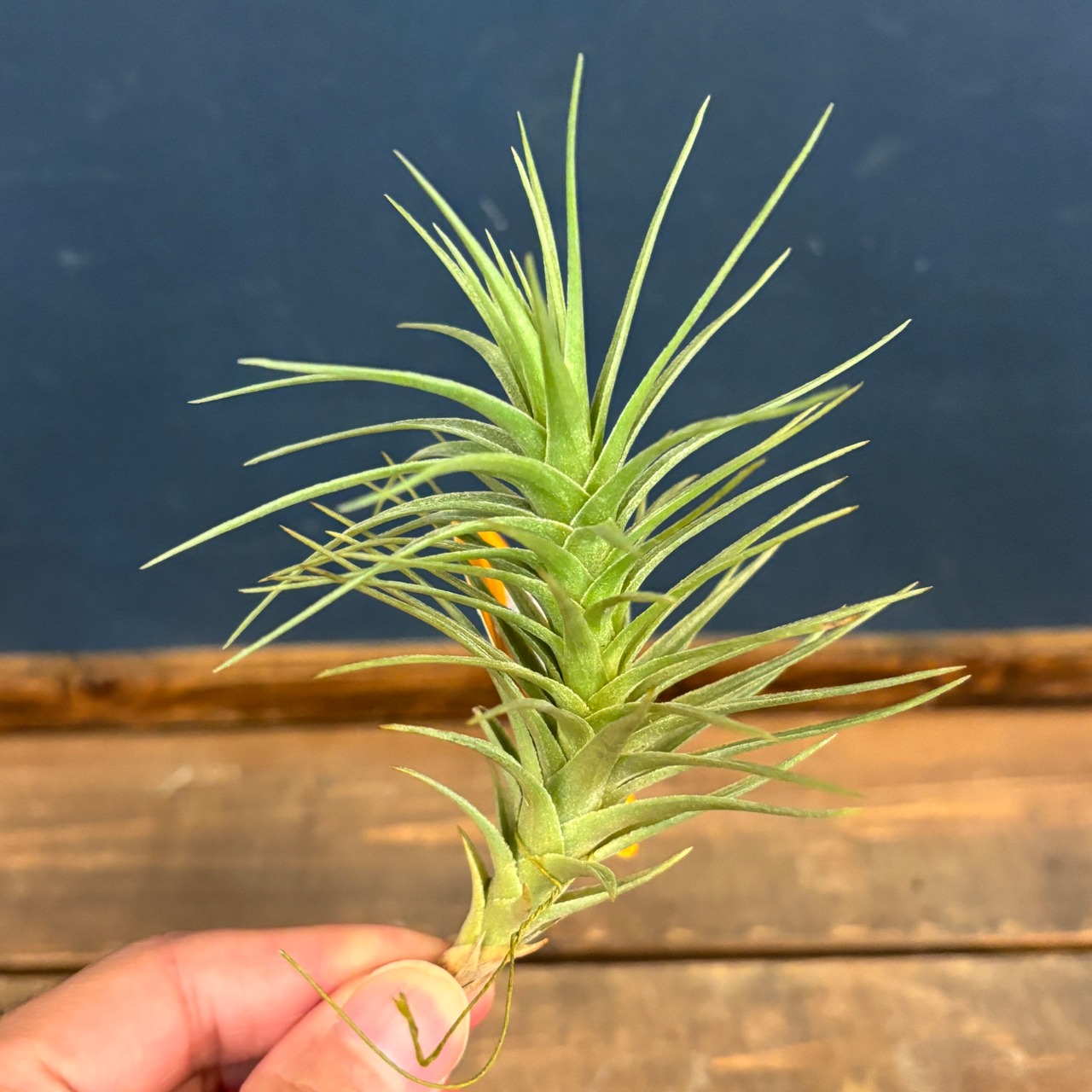 チランジア　アラウジェイ　グリーンスター【622】