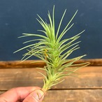 チランジア アラウジェイ グリーンスター【622】