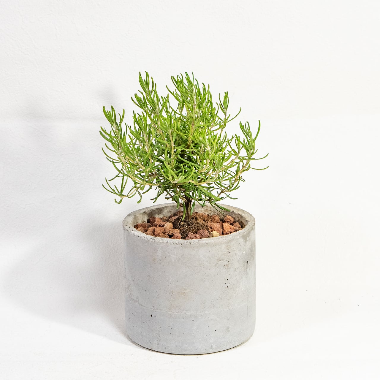 【ミニツリーのような愛らしい樹形】観葉植物・ローズマリー。一株ごとの厳選仕入れで元気な苗をお届け。スタイリッシュな手づくりモルタル鉢／虫発生抑制／全国一律送料850円