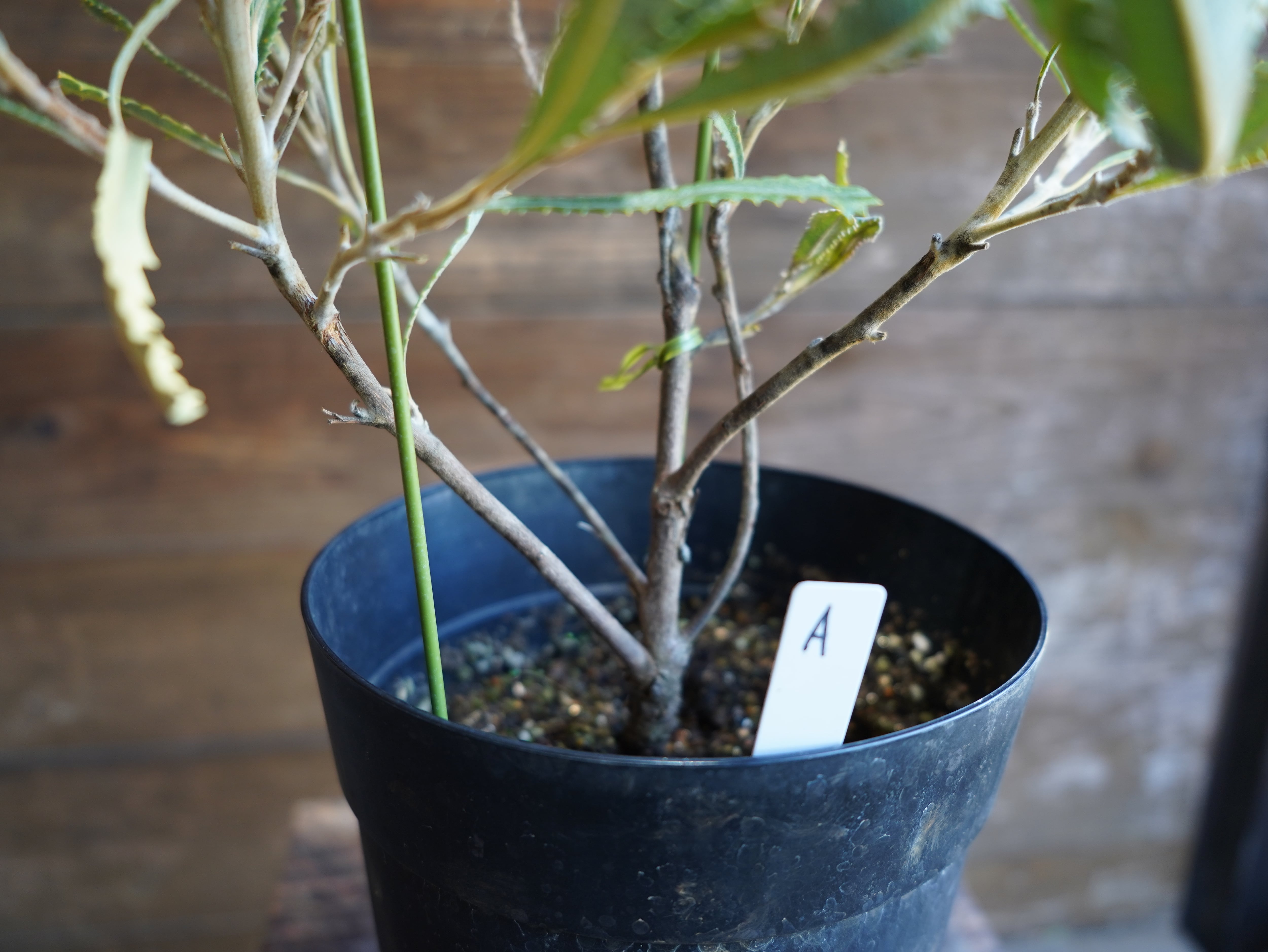 【現物】バンクシア　”バウエリ”　A