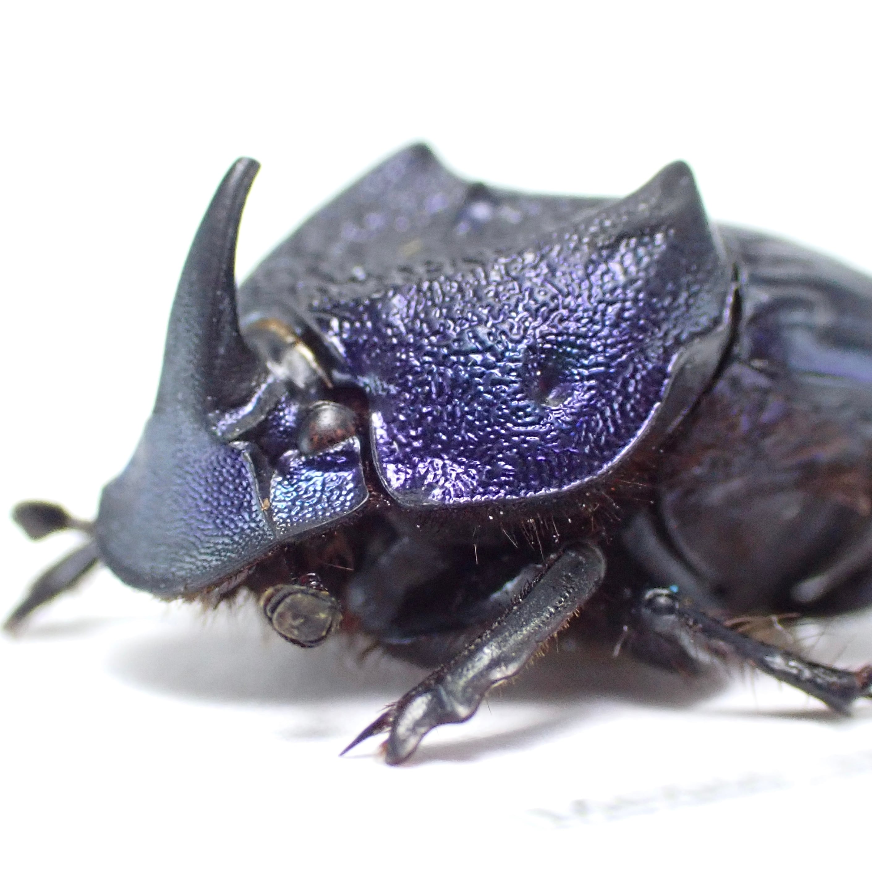 メキシコ産 Phanaeus palliatus ♂ 16mm 青紫 | 昆虫標本 メキシコ産 Phanaeus palliatus ♂ 16mm 青紫 | 昆虫標本