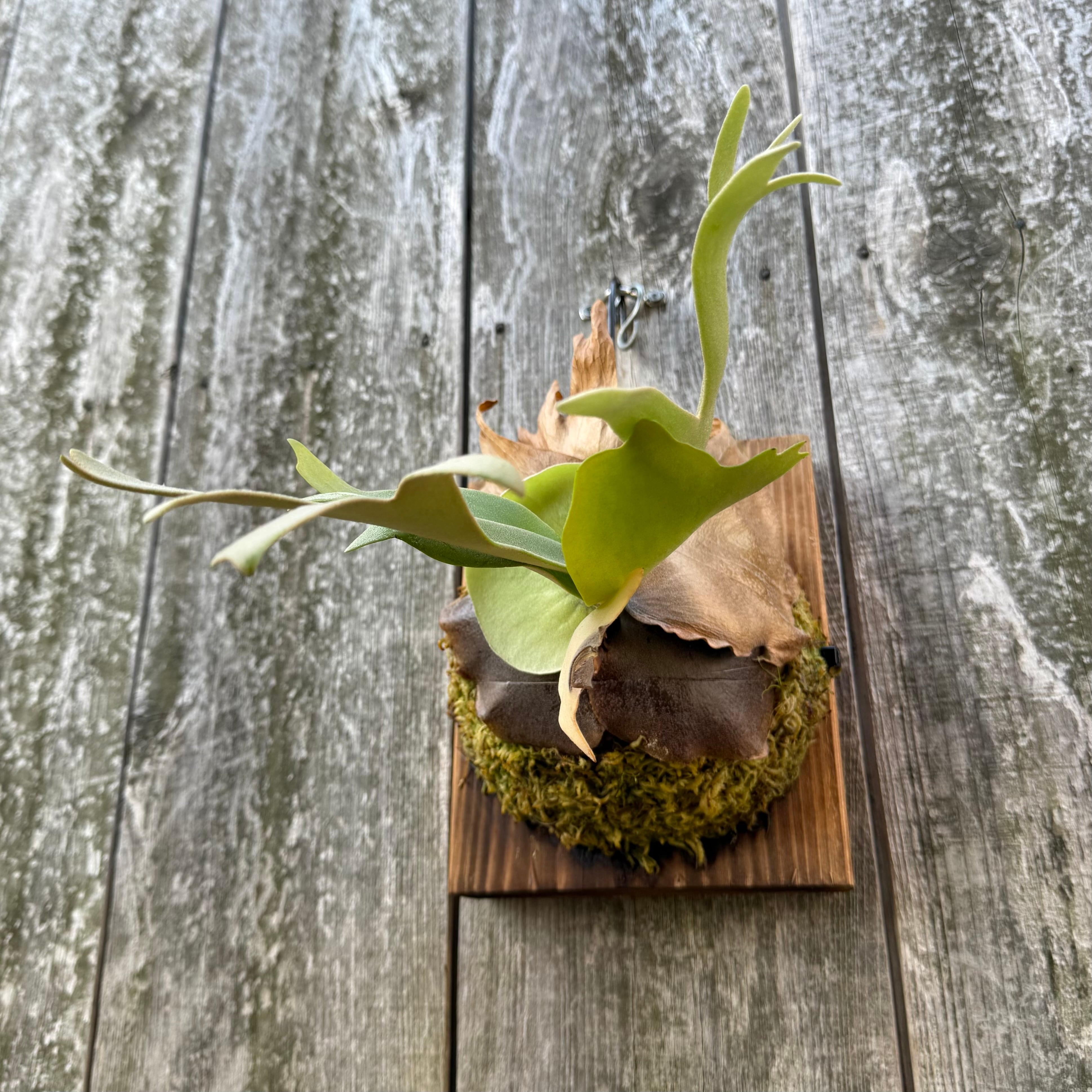 P. willinckii cv. North Star Sporeling select | naturefix