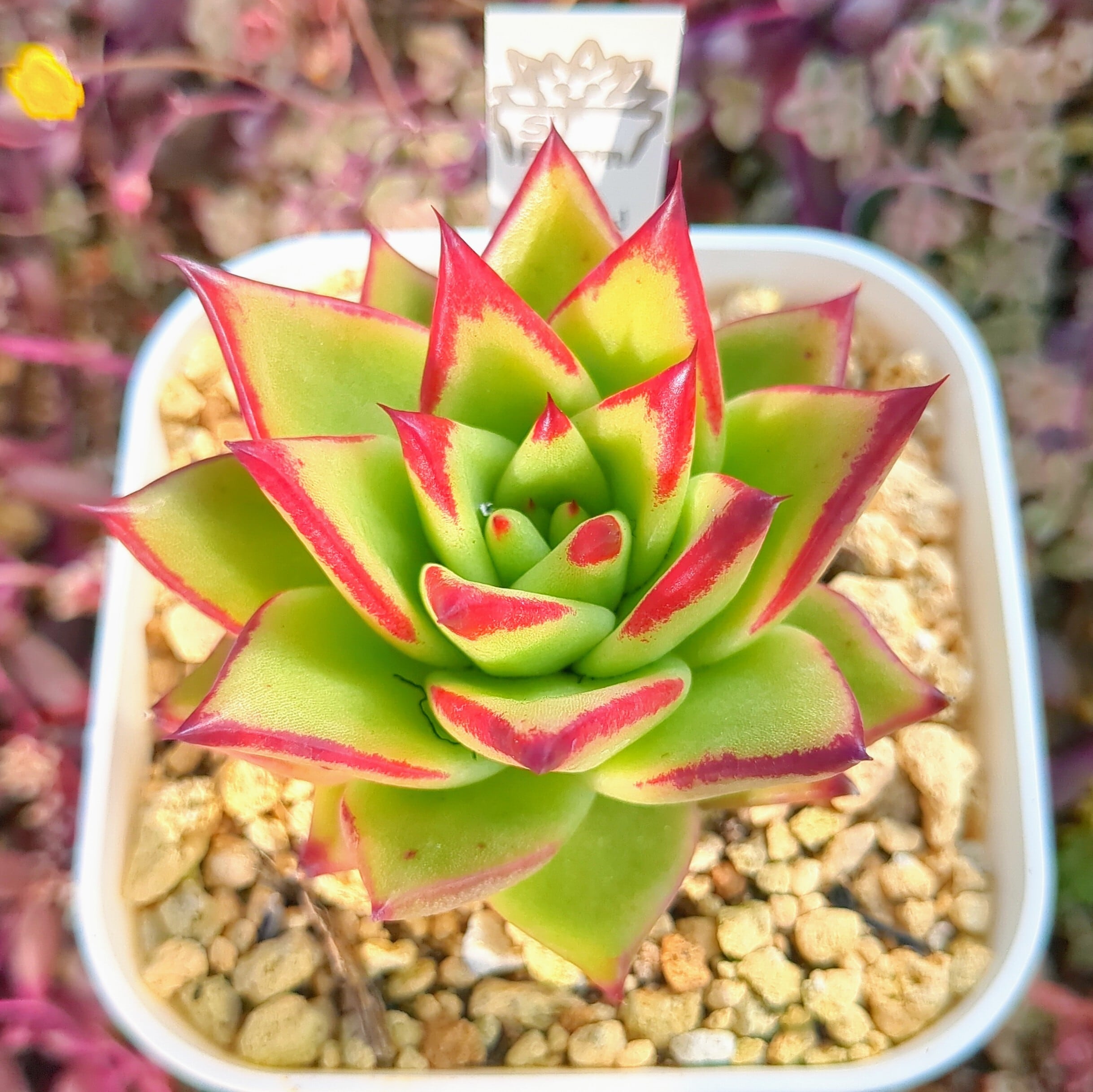 エケベリア アガボイデス リップスティック（抜き苗） | 多肉植物の