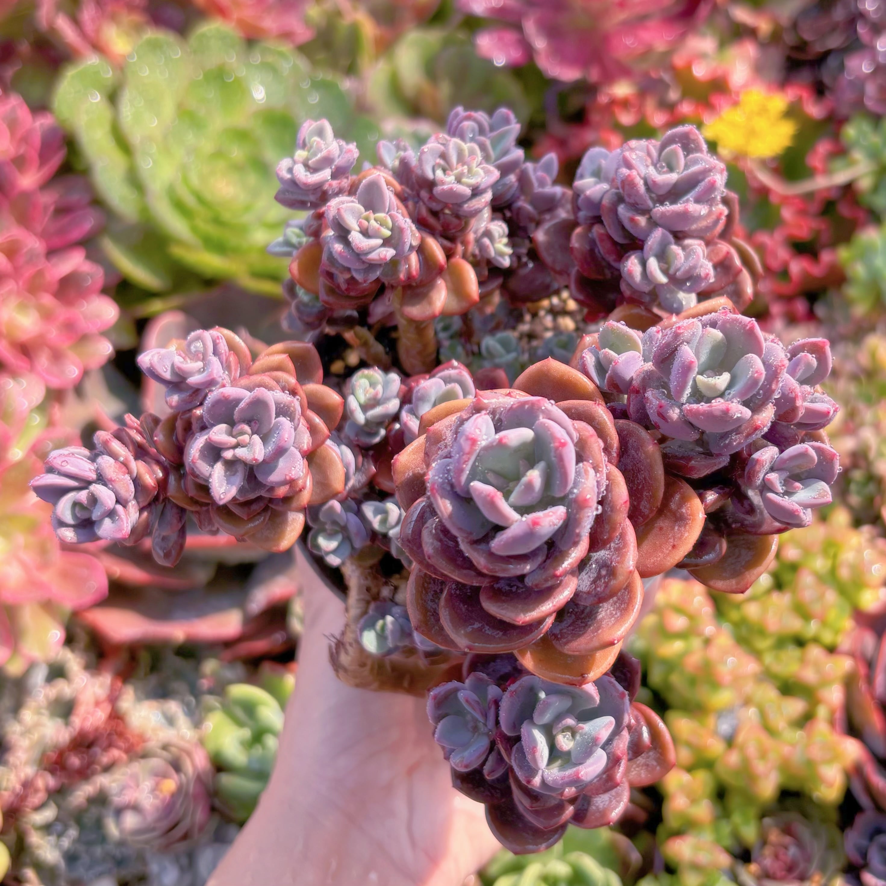 現品　トリュフ(松露)#A017　大群生　希少　在庫僅少　新入荷　るる農園