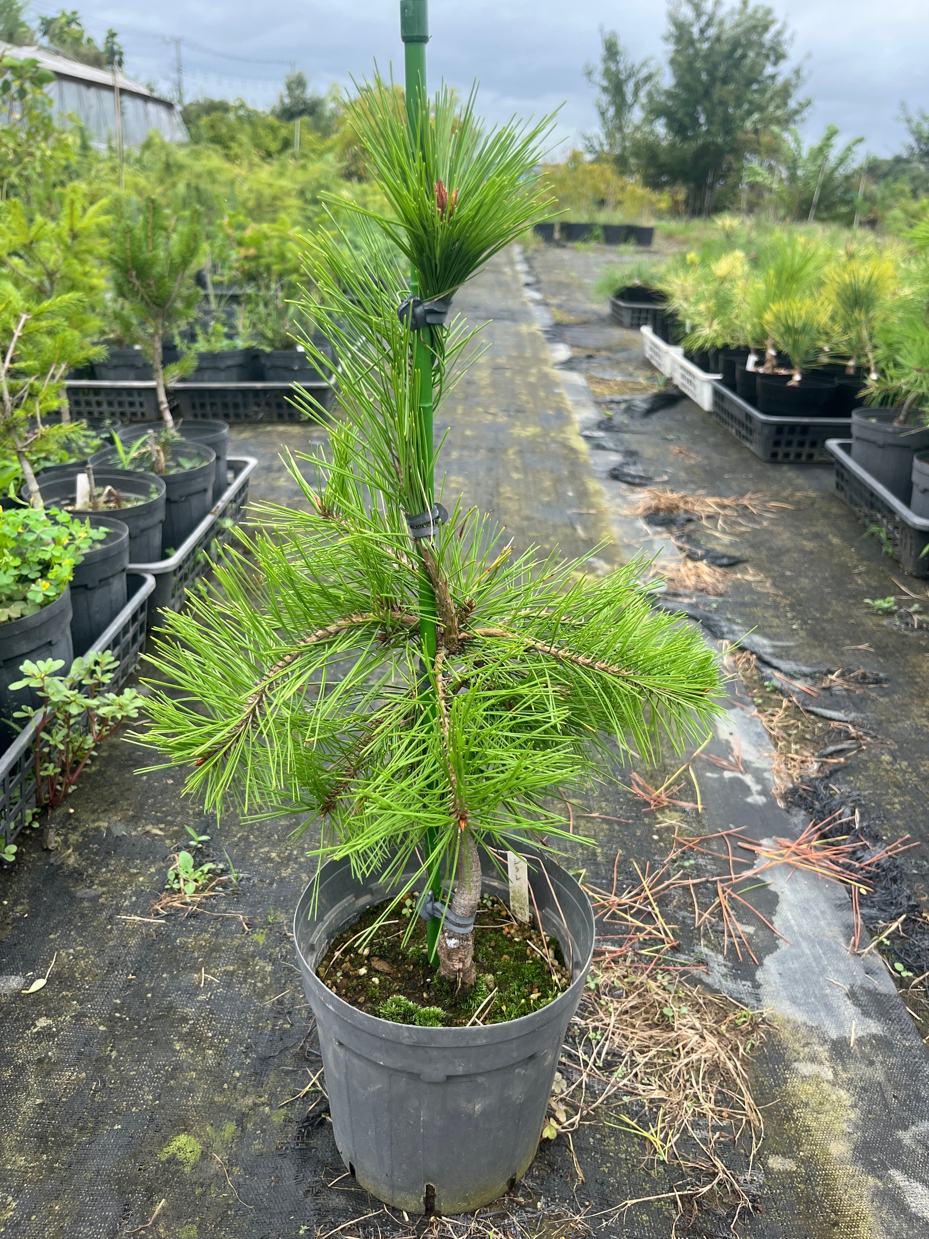 シダレアカマツ | 樹木好き！ I Love Trees
