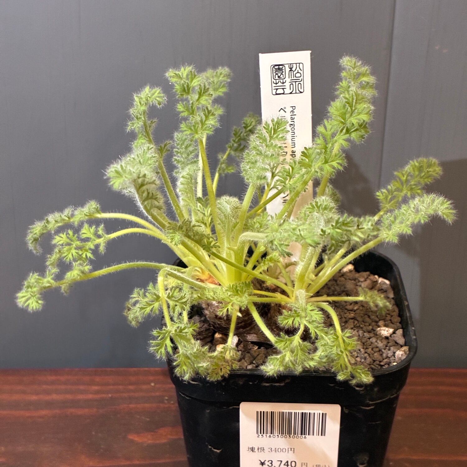 Hohenbergia catingae silver clone ホヘンベルギア カティンガエ