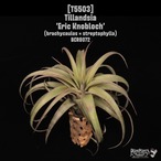 【送料無料】'Eric Knobloch'〔エアプランツ〕現品発送T5503