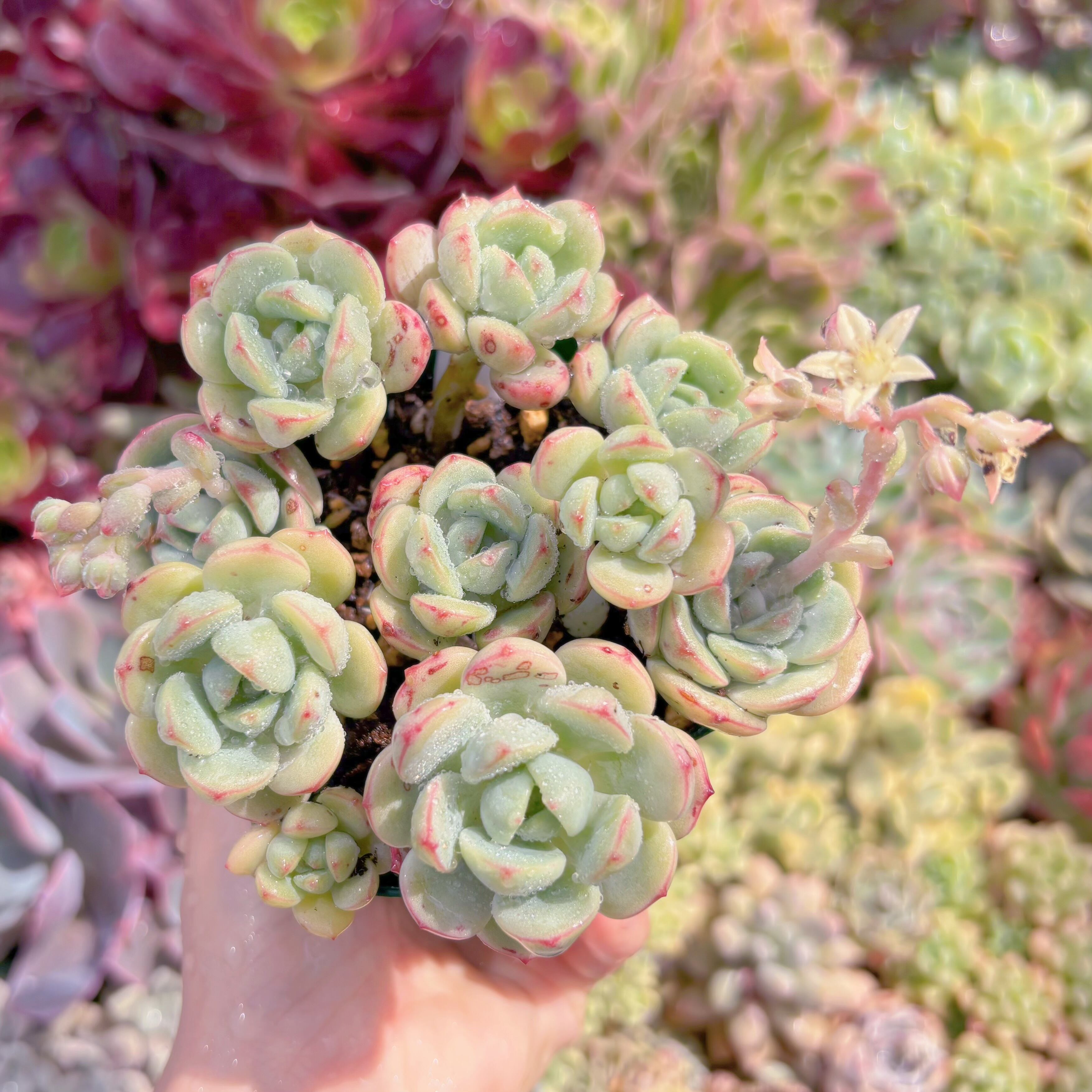 現品　バニラビス#B49　るる農園